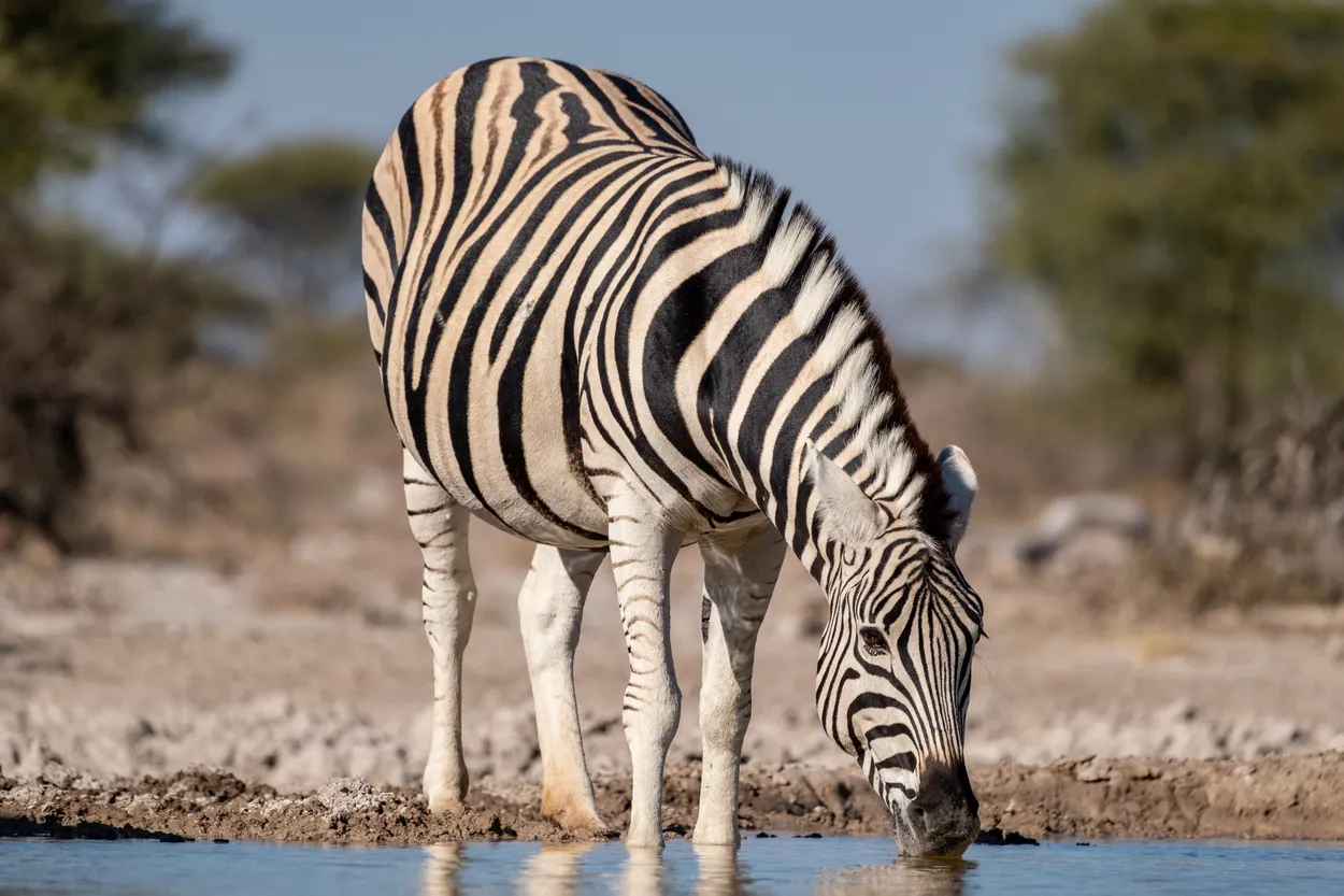 Stripes at the Waterhole