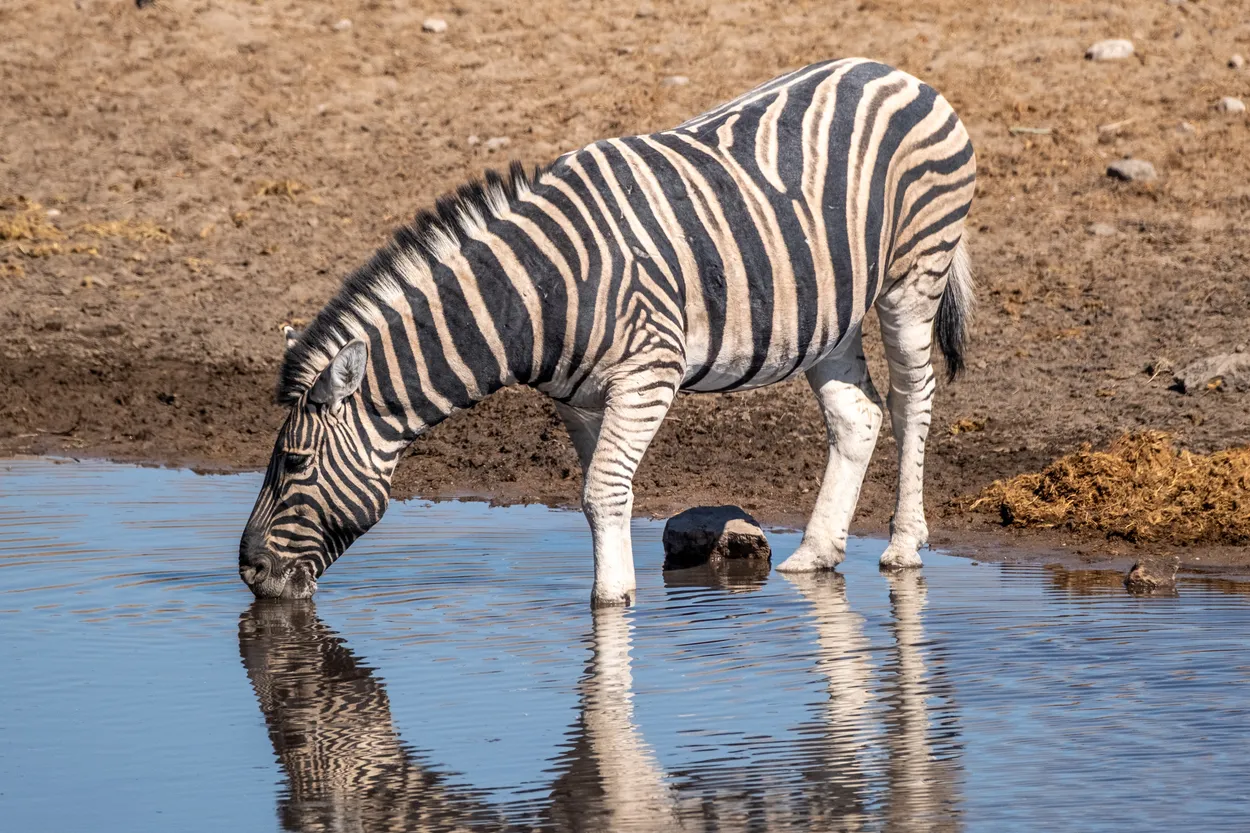 Waterhole Stripes
