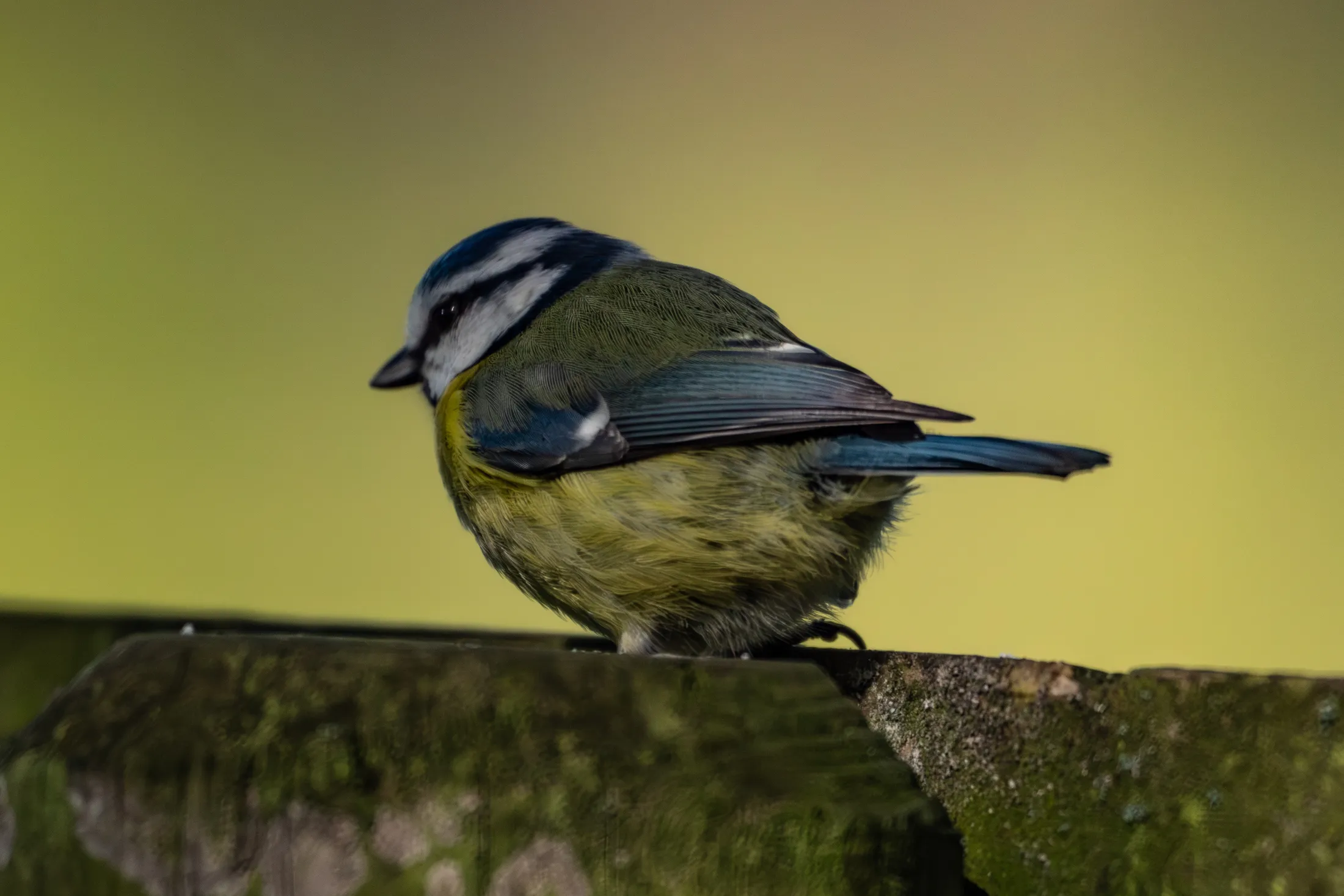 Blue Tit