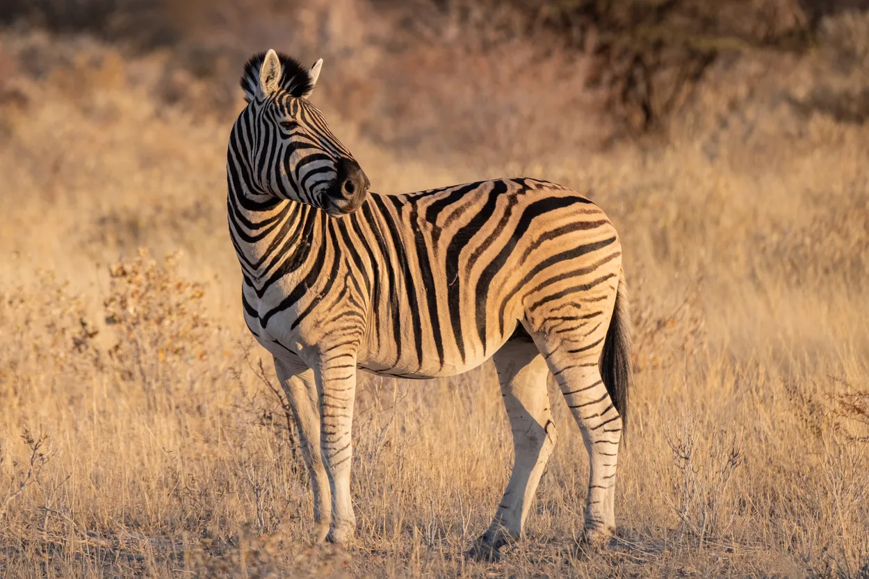 Sunset Stripes