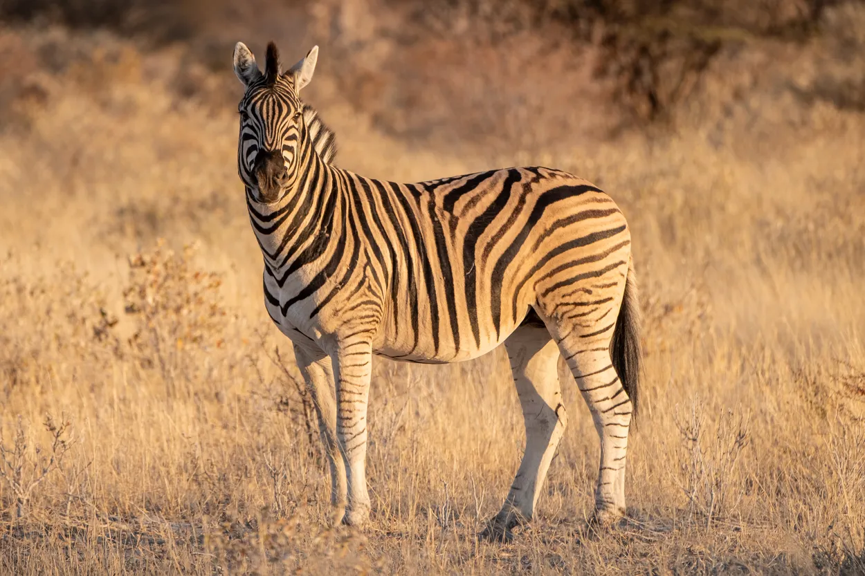 Head-On Stripes