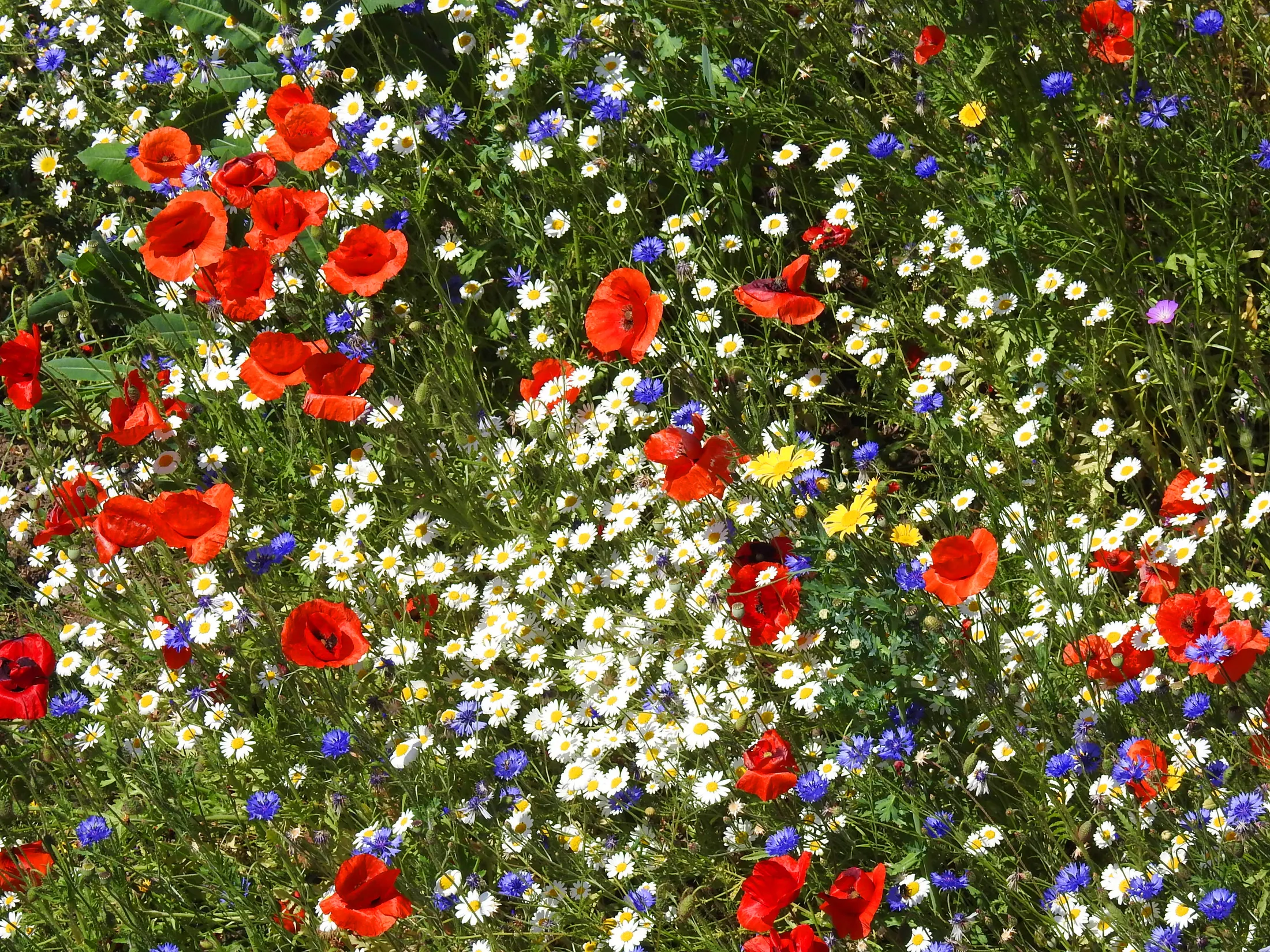 Red, White and Blue