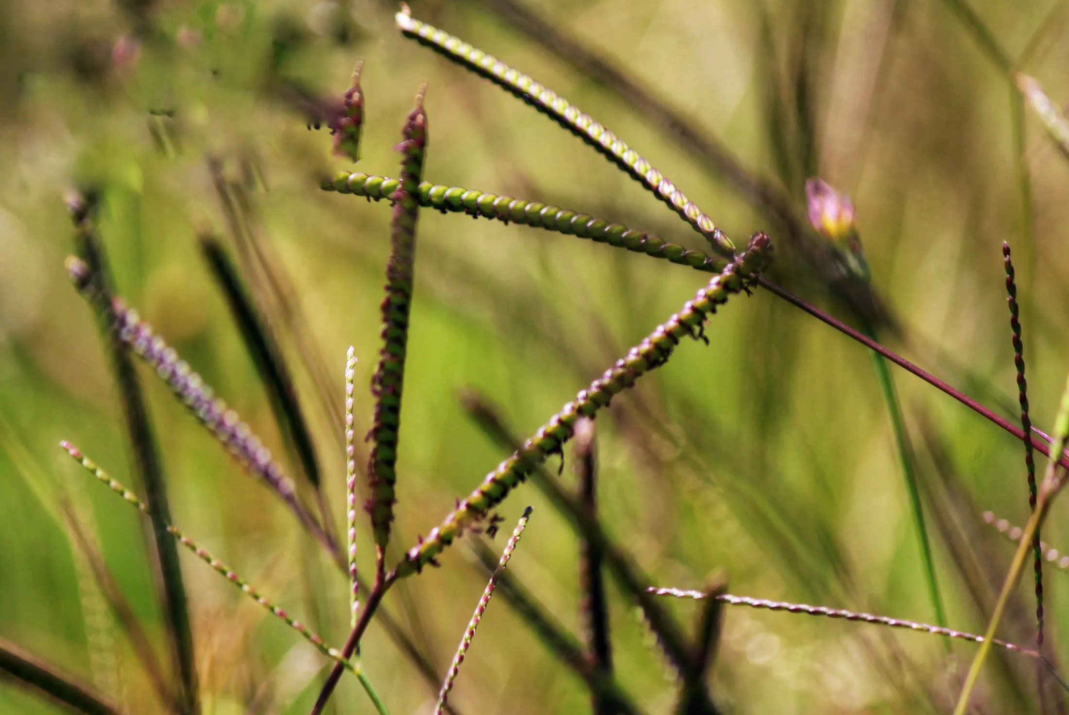 Seed spikes