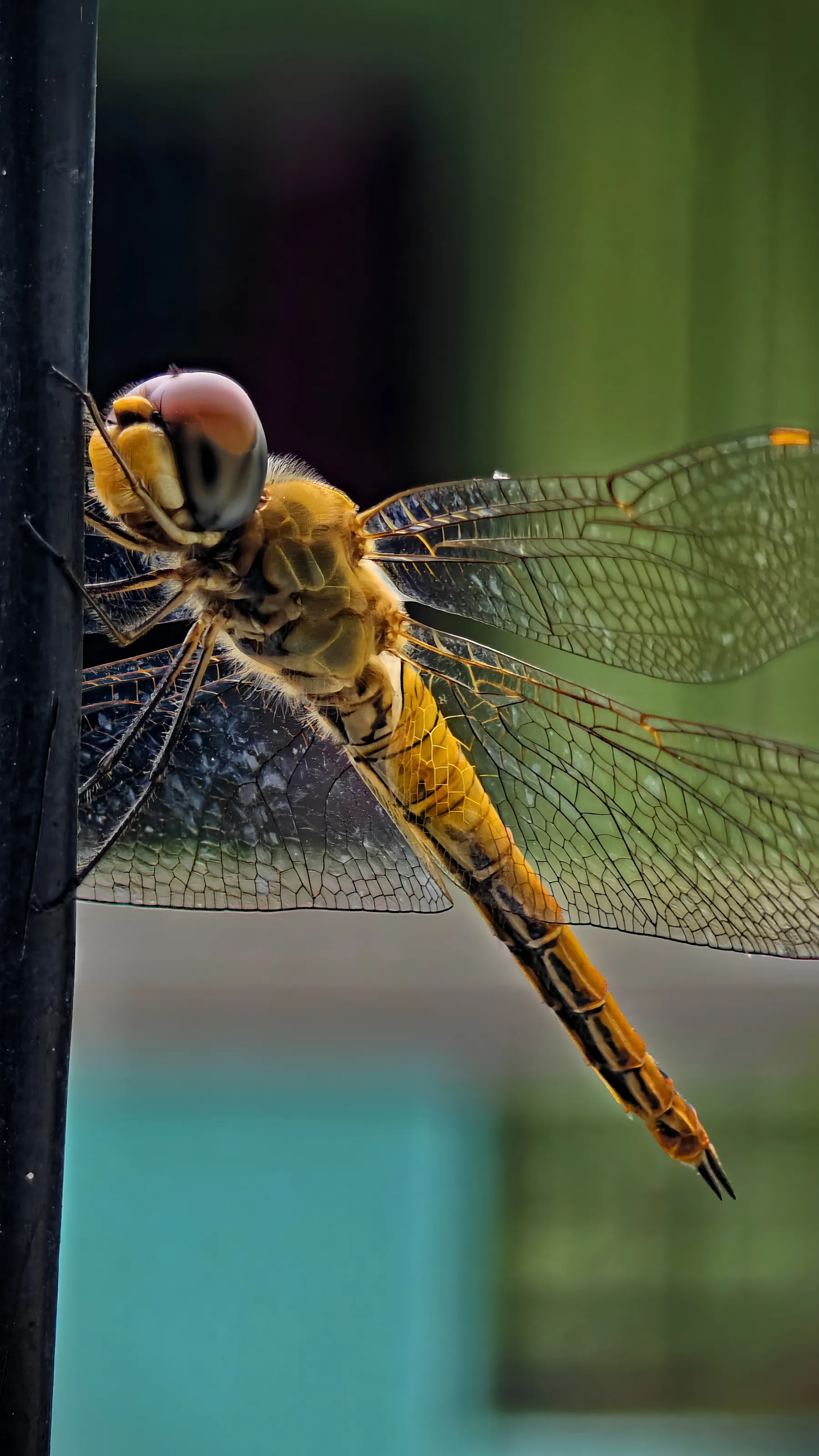 Unveiling Nature's Masterpiece Through the Delicate Wings and Remarkable Form of a Dragonfly