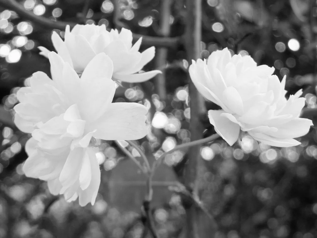 ROSES