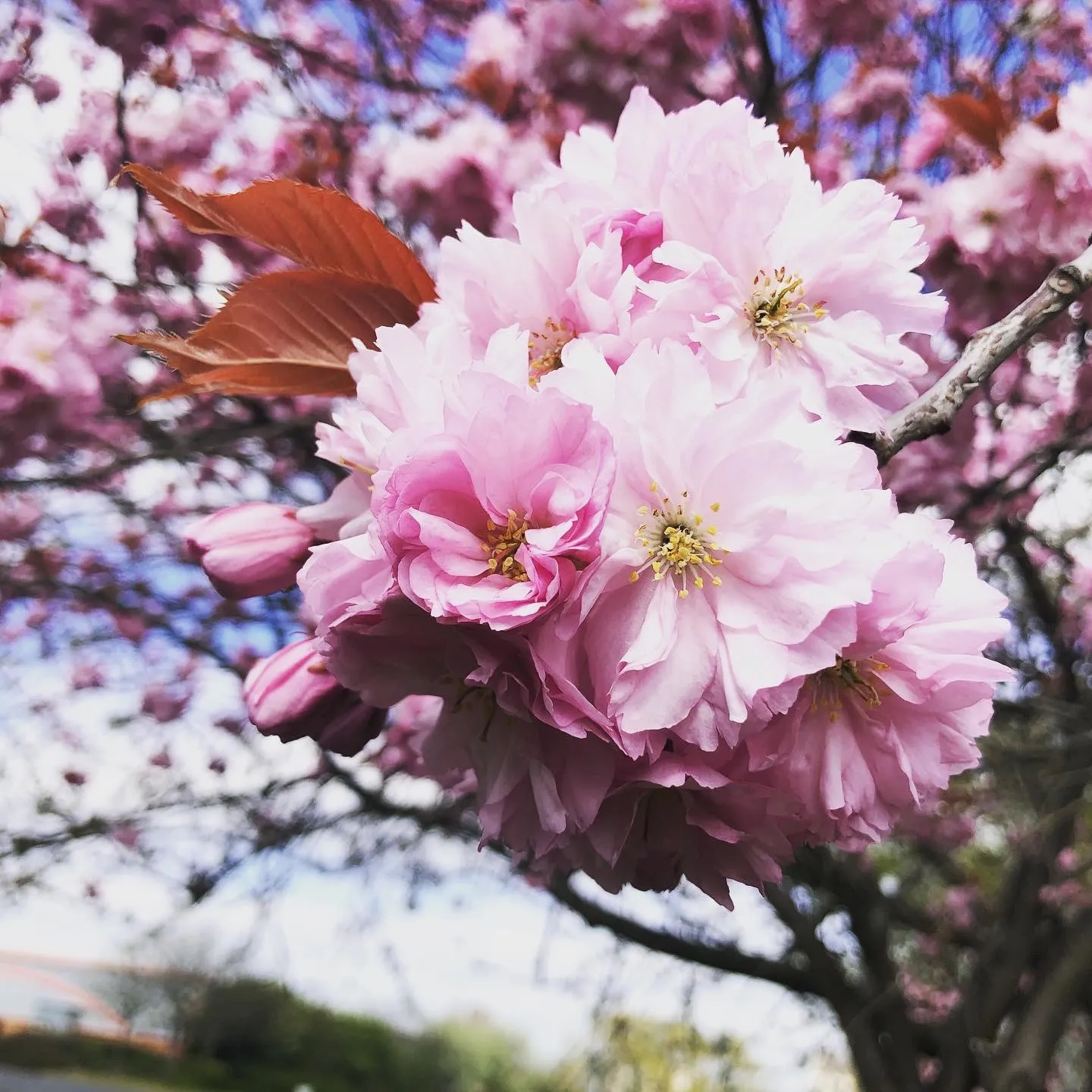 Sakura in Bloom