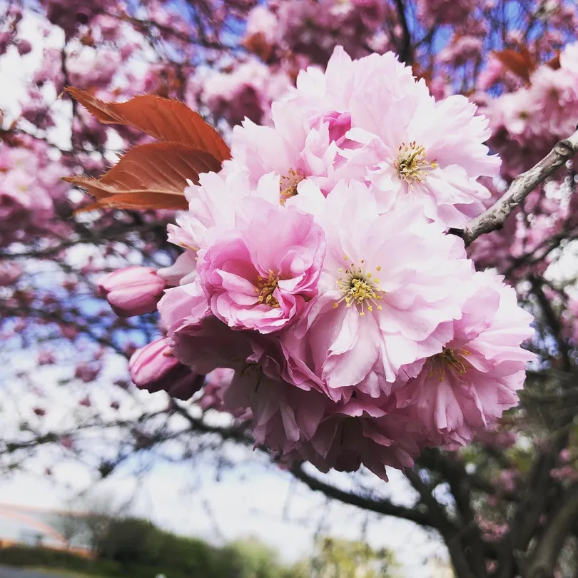 Sakura in Bloom