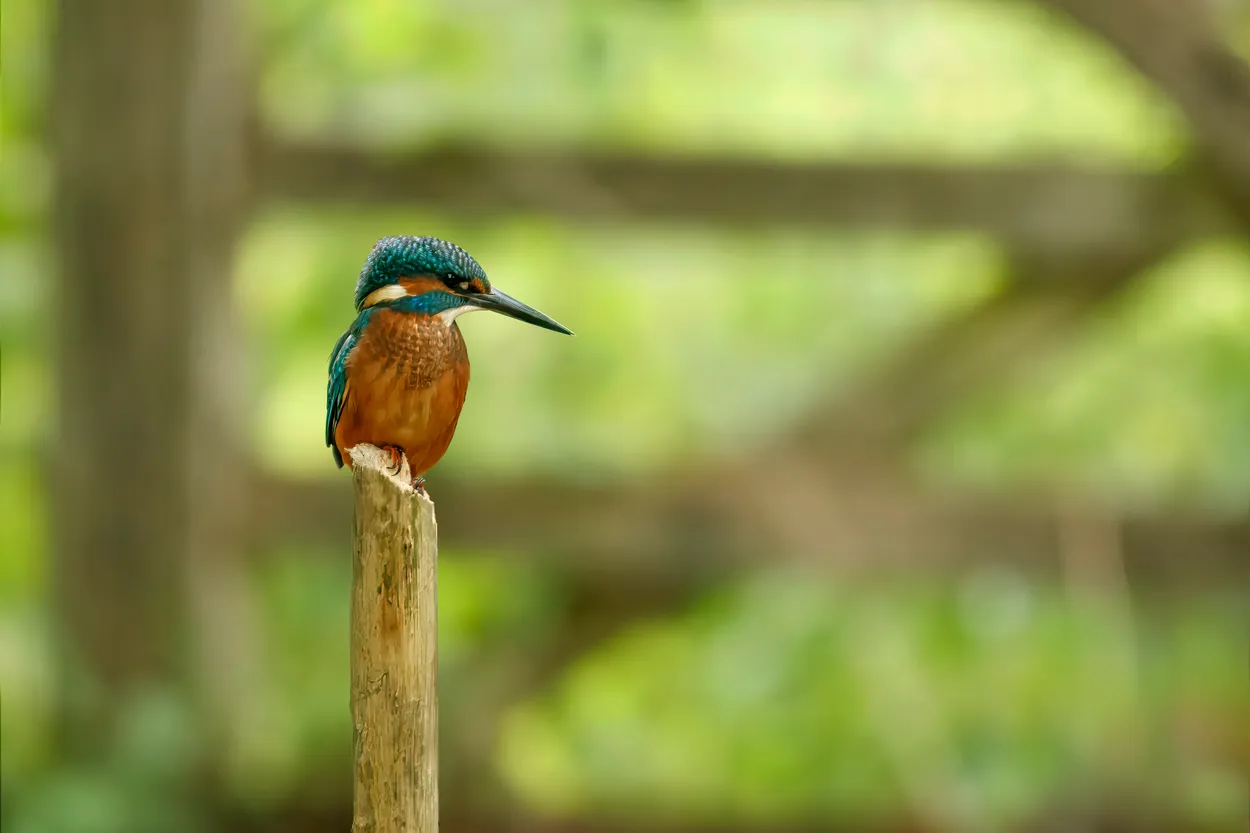 King Fisher
