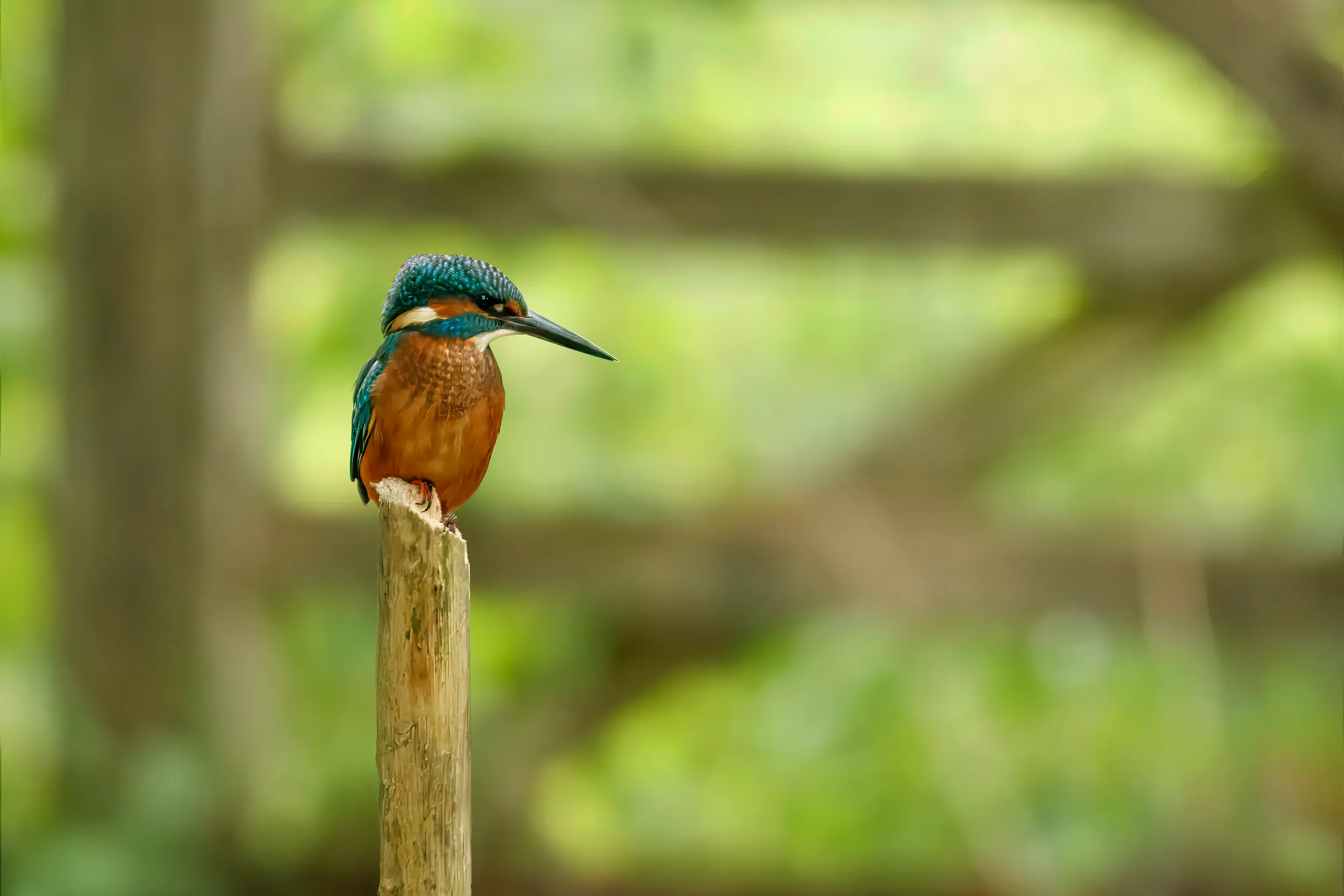 King Fisher