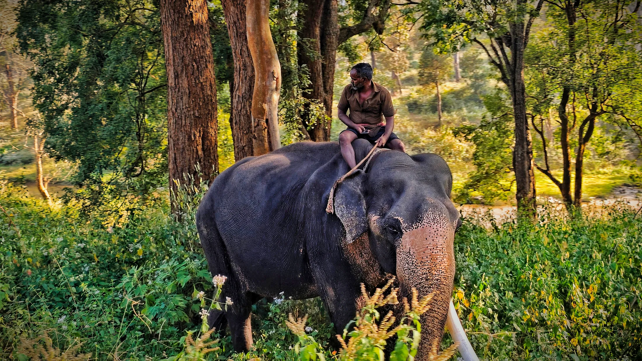 Gentle Giant in the Forest: A Mahout’s Journey Through Nature