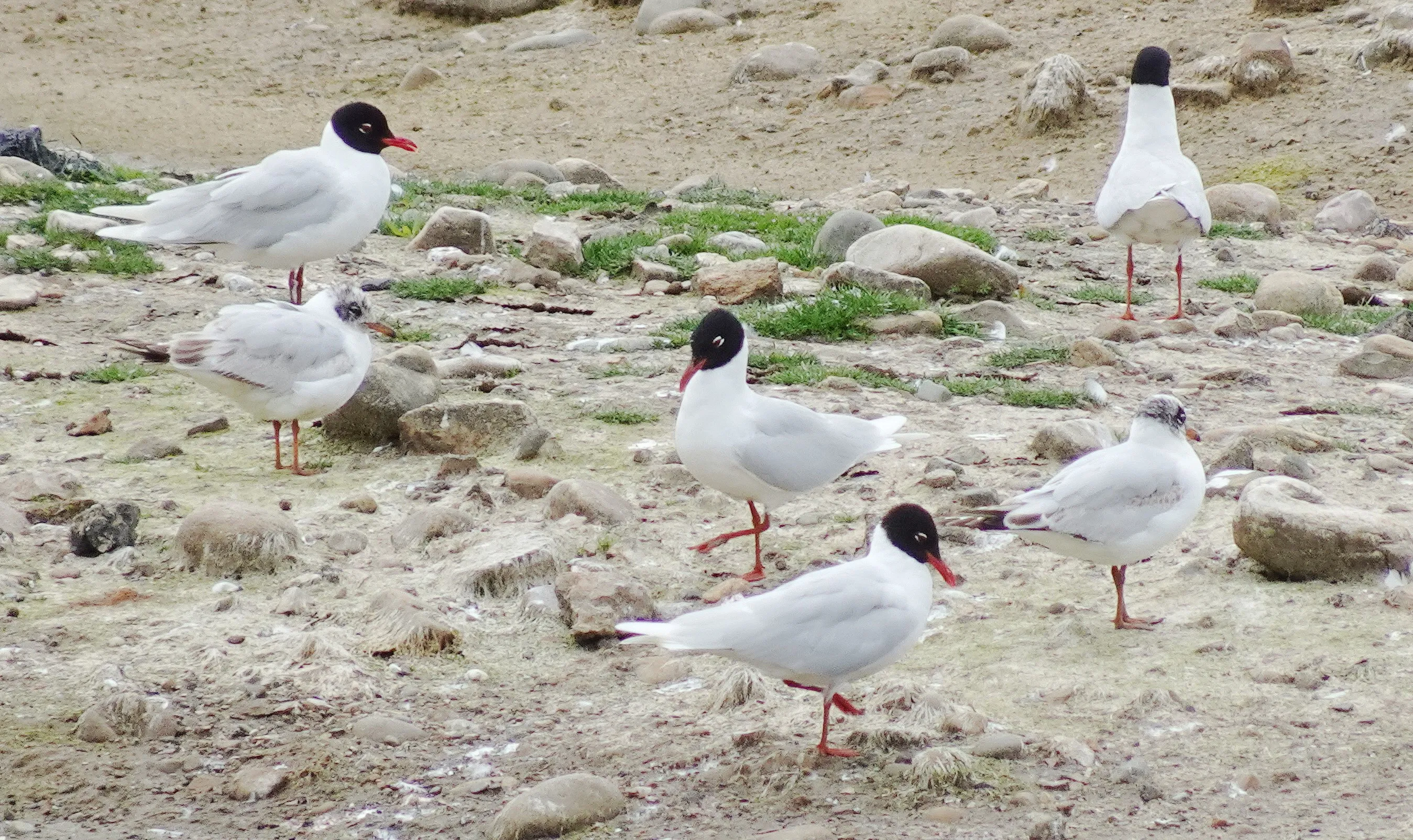 Mediterranean Gulls
