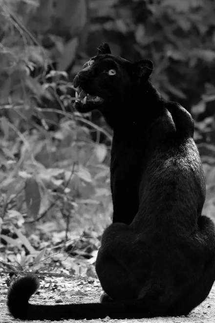 Ghost Of the Forest