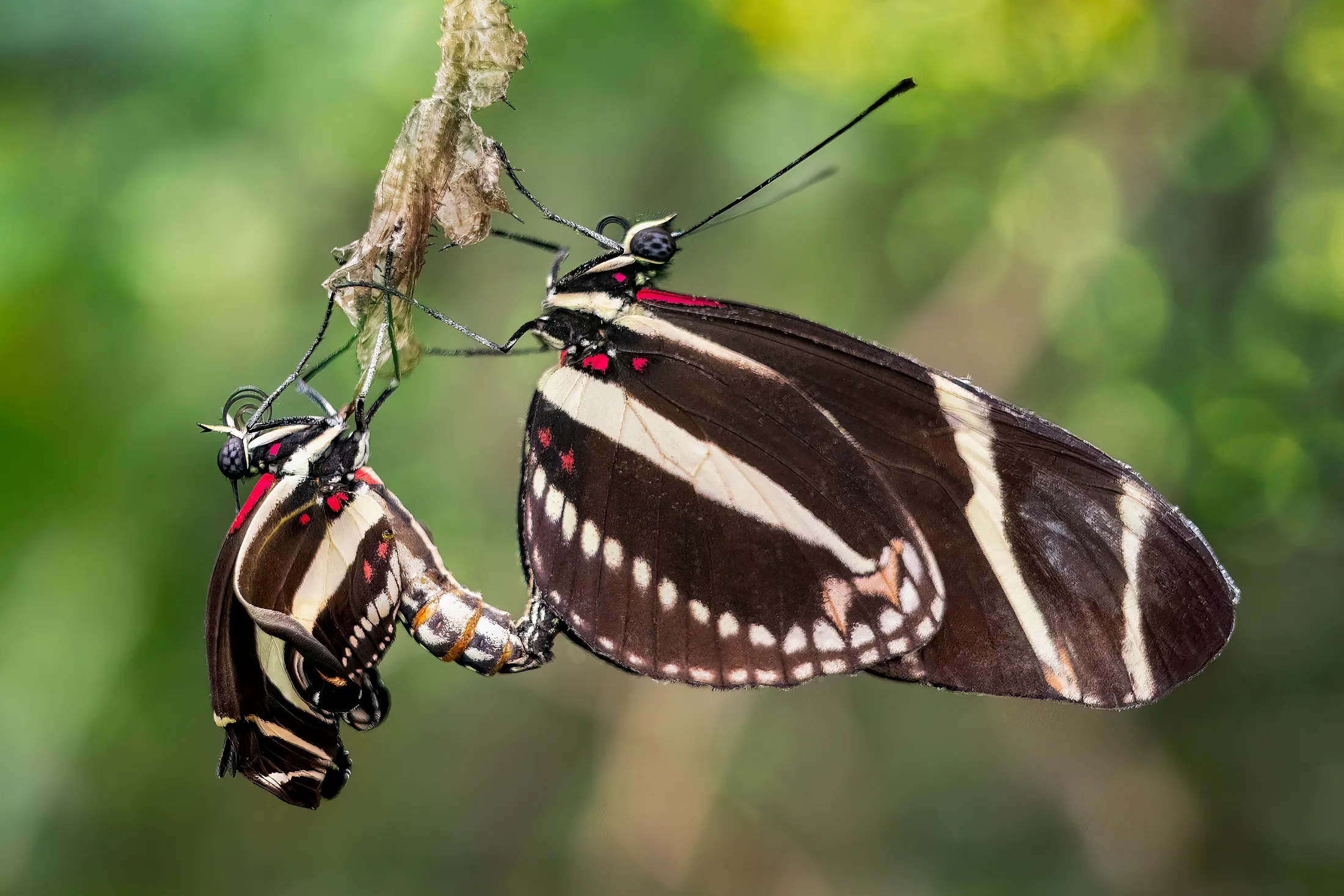 Butterflies