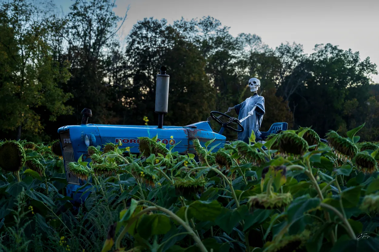 Death Tends to his Dead Crop