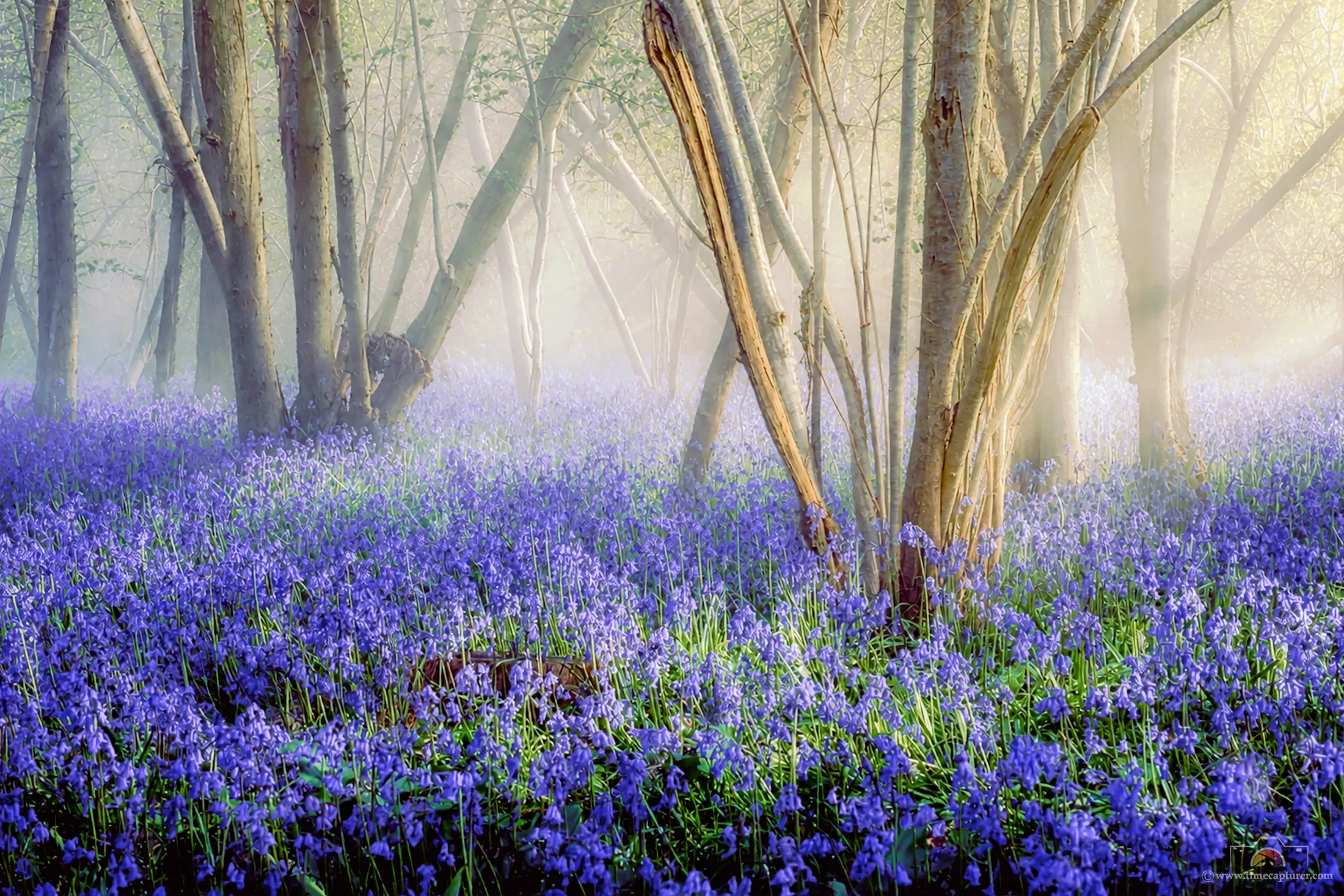 Moody Blues