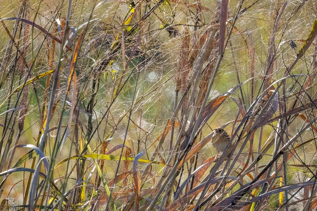 10188 In Habitat