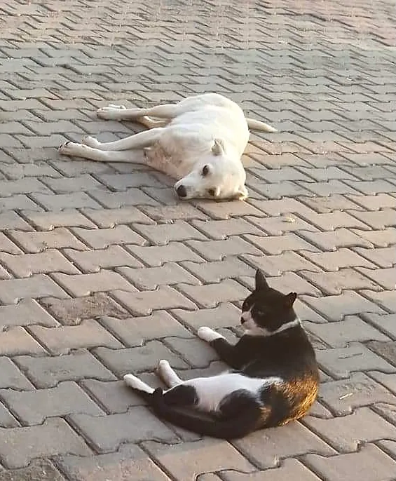 Dogs and cats can be friends
