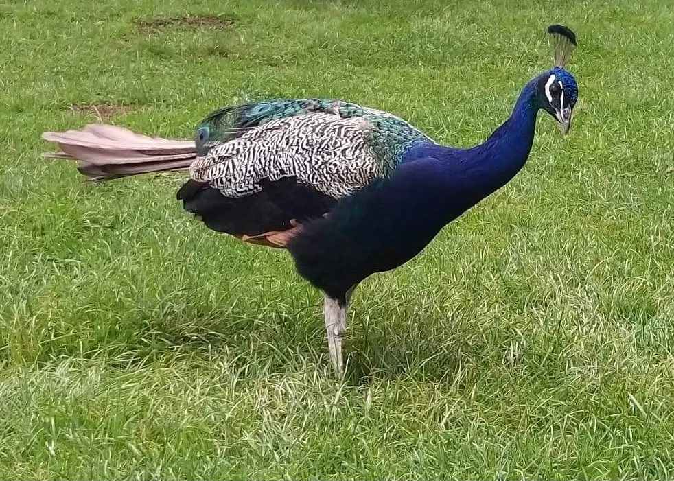 Peacock