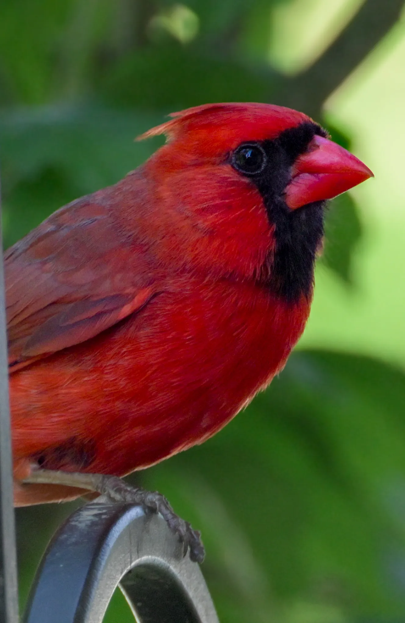 Cardinal