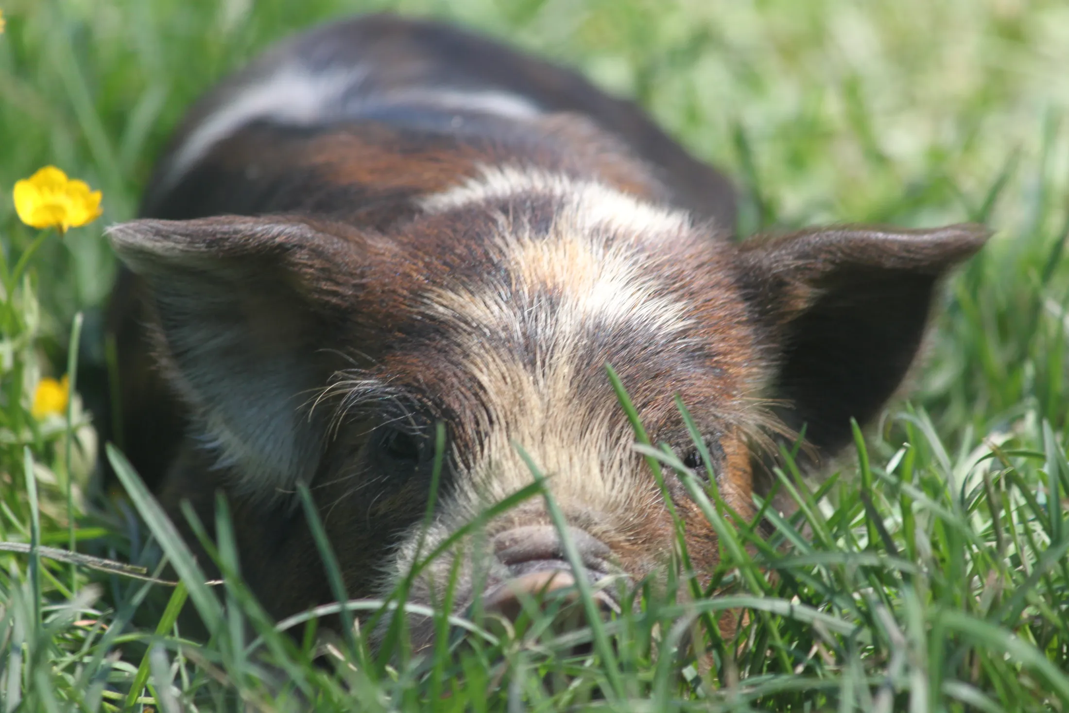 piglet snooze