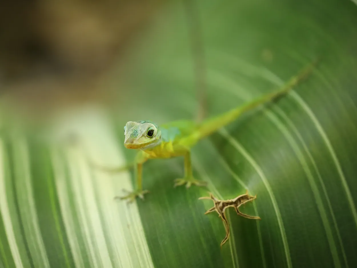 Gecko, St Lucia
