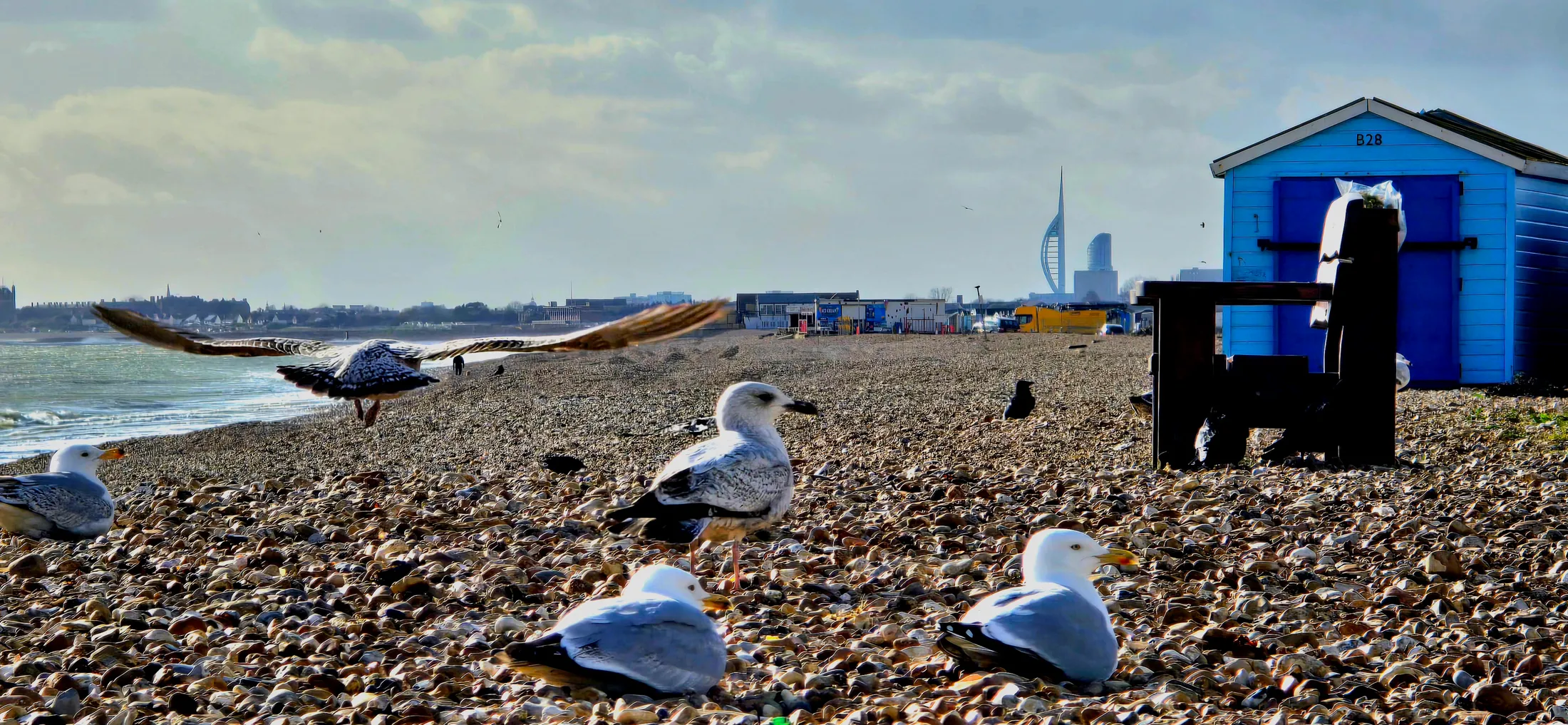 Gulls at Hayling