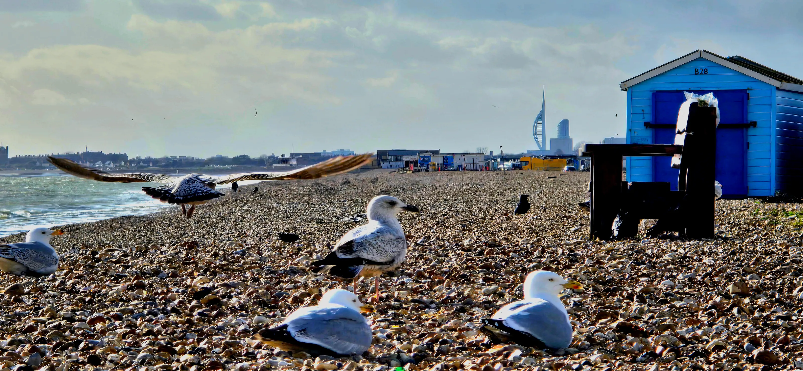 Gulls at Hayling
