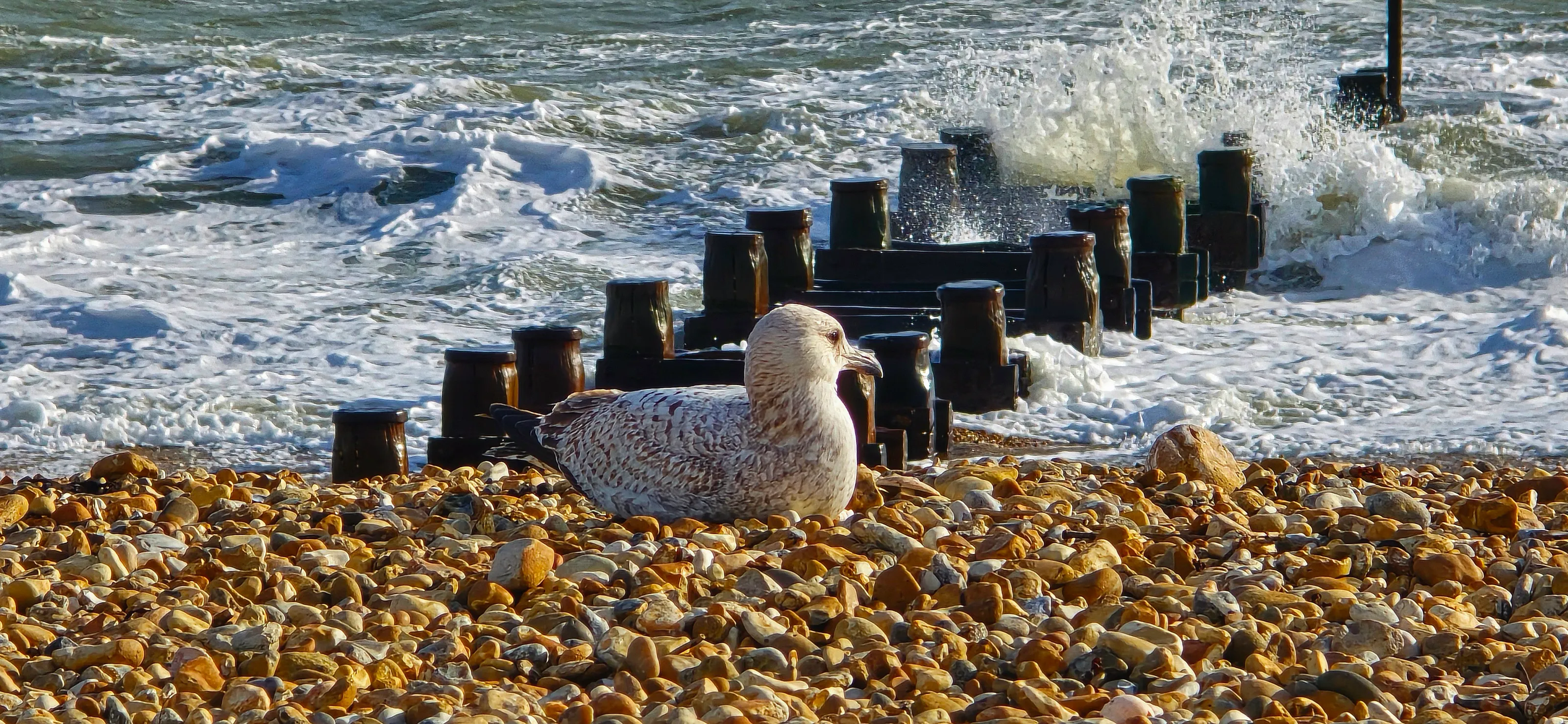 Gull on a Beach