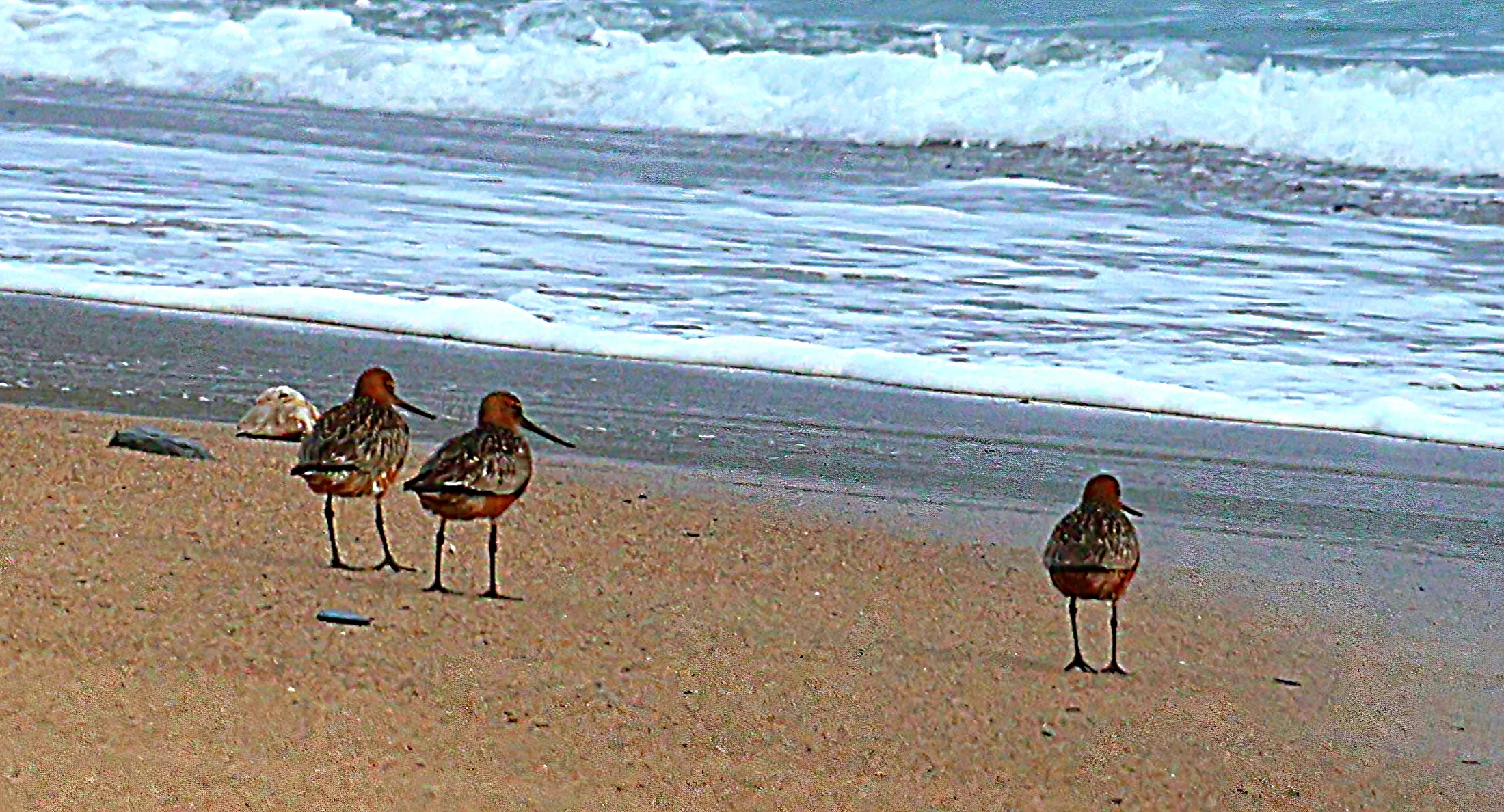 Godwits