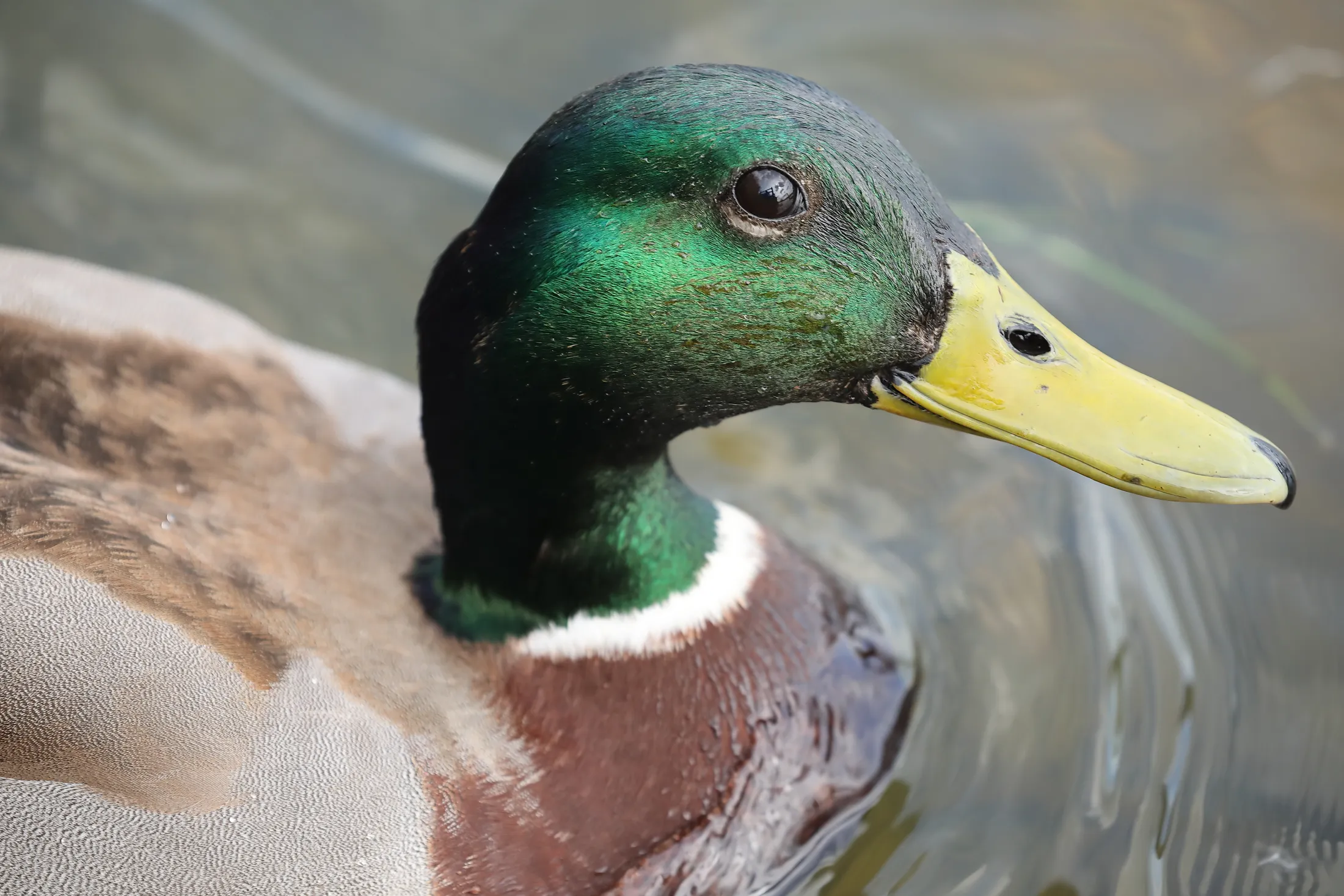 Close-up mallard, Milton