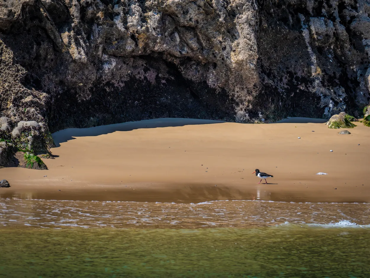 Oyster catcher on Caldey Island beach