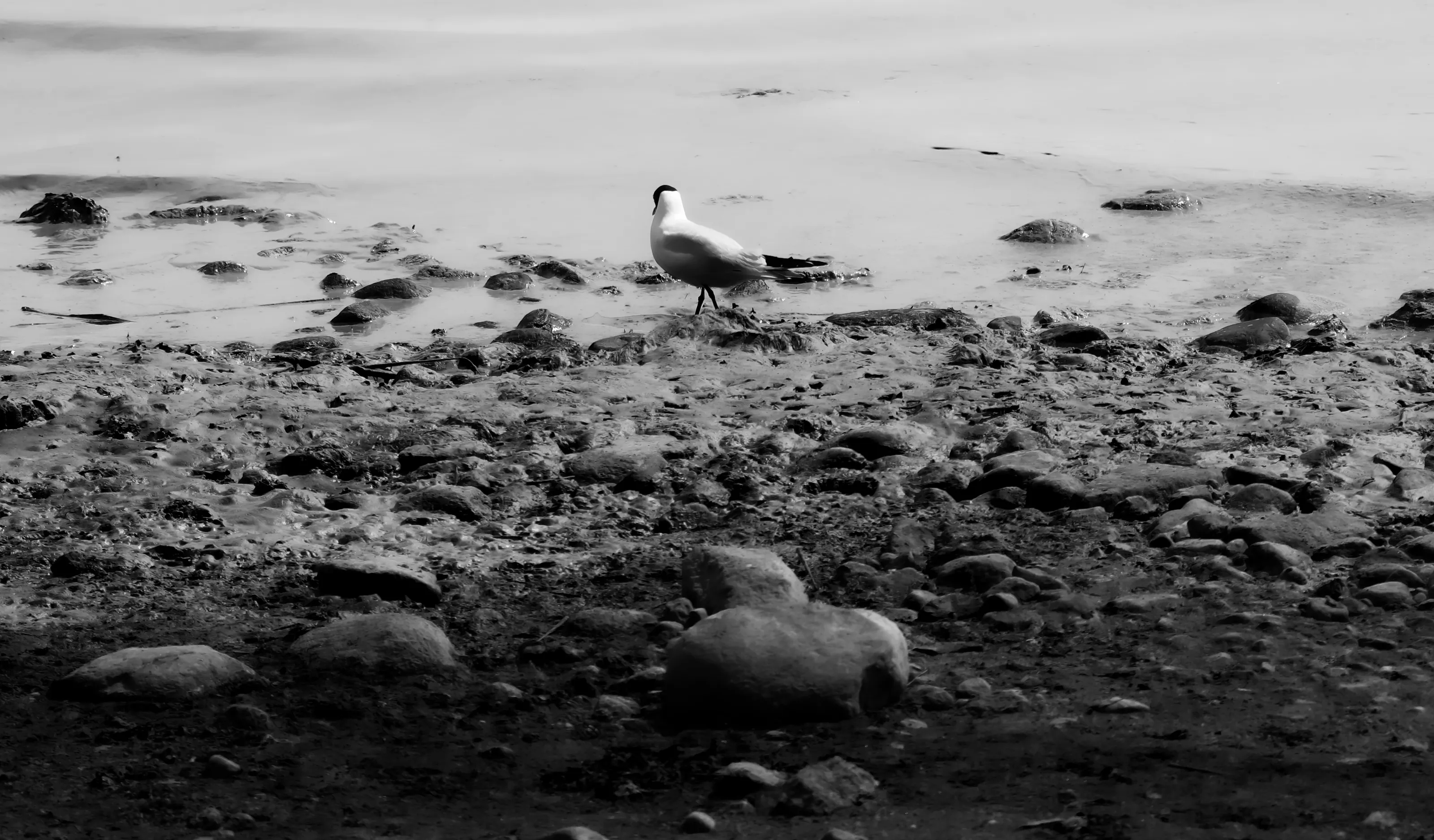The Black-Headed Gull Searches For Food