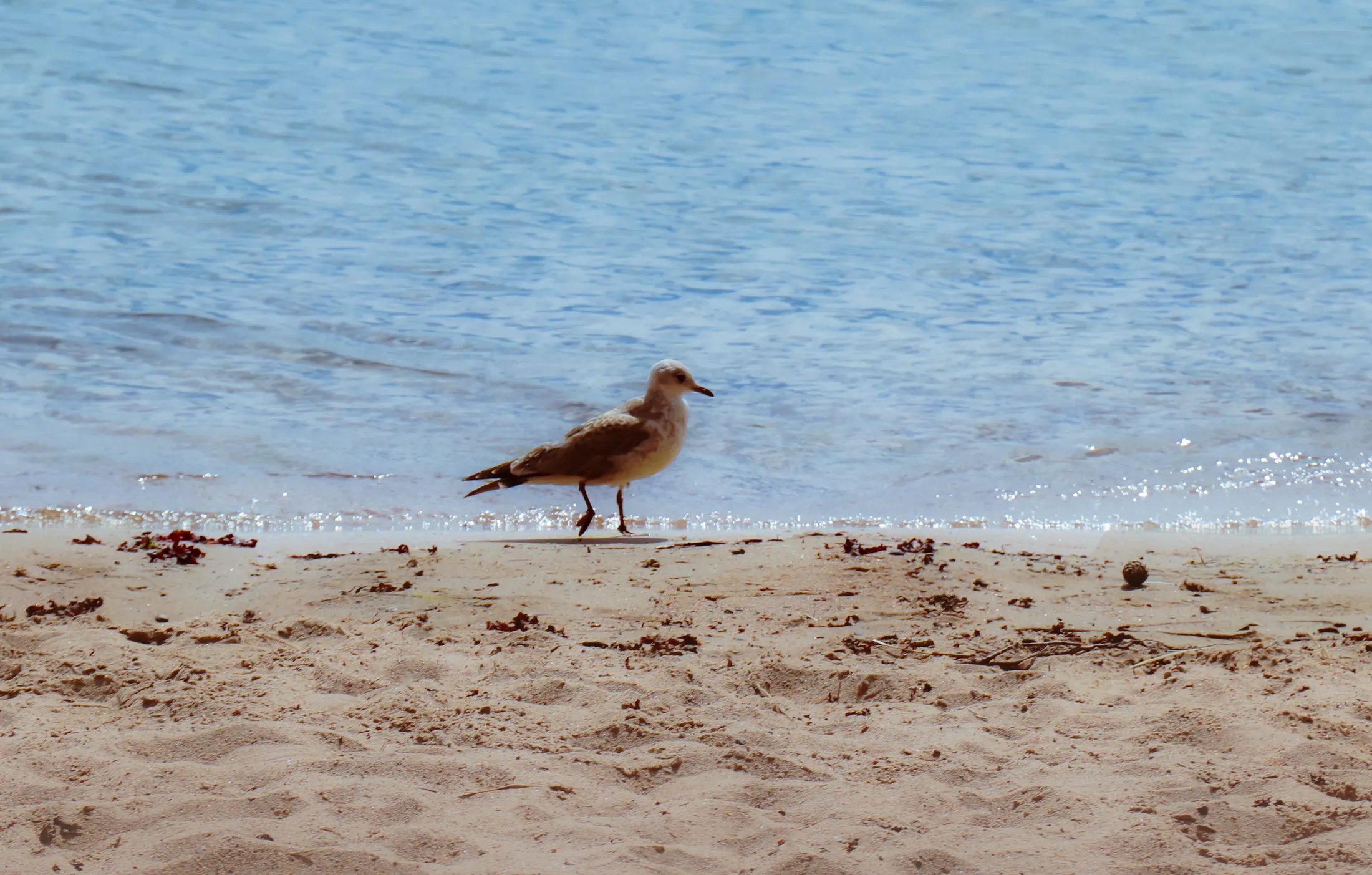 A Young Sea Gull Enjoys The Beach Time