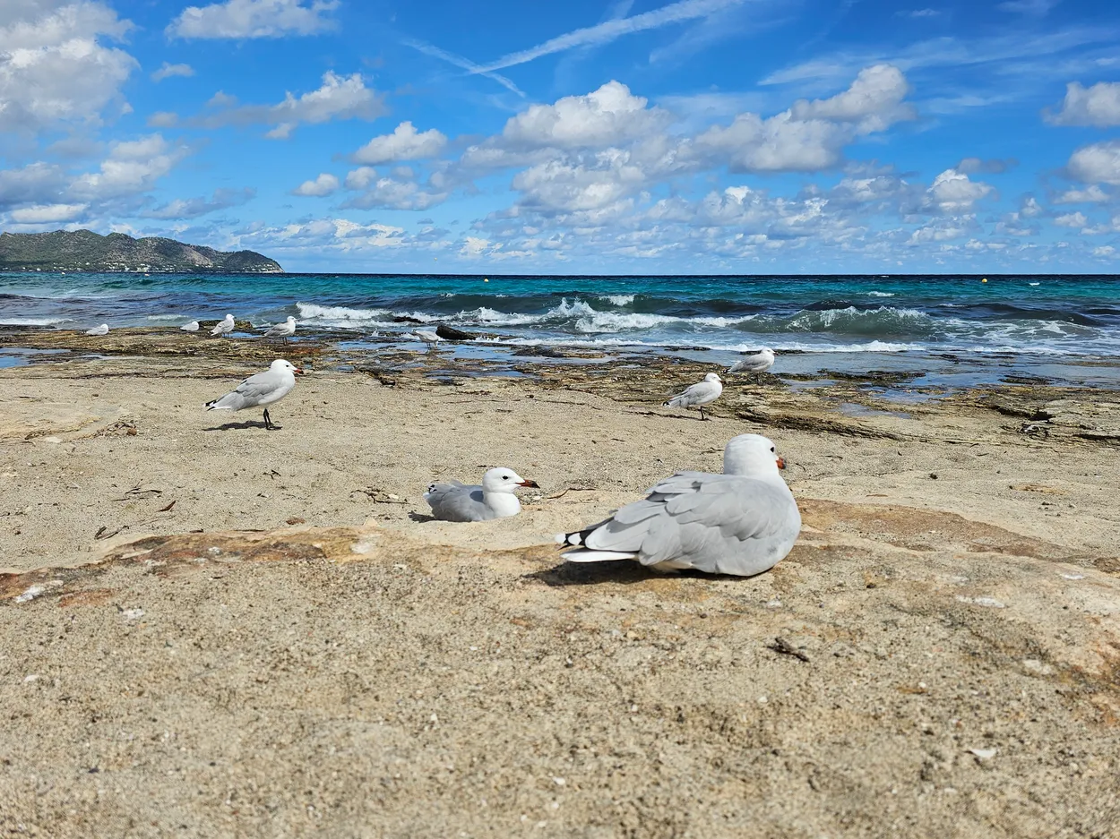 Seagulls sun bathing
