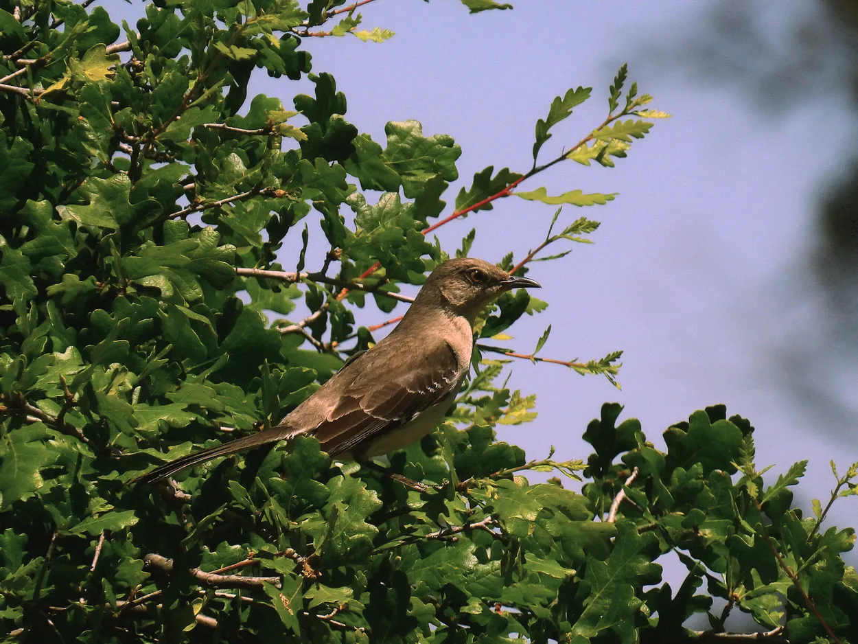 Mimus polyglottos,  Northern Mockingbird