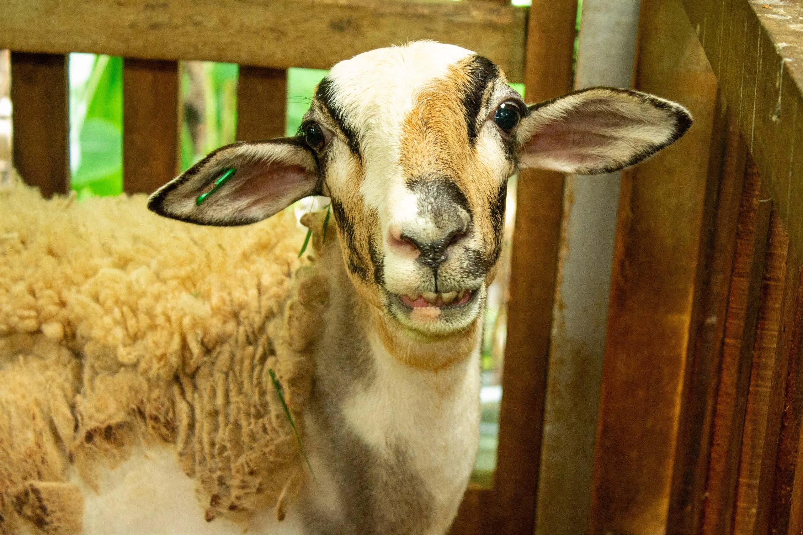 Baaaaaaaaa