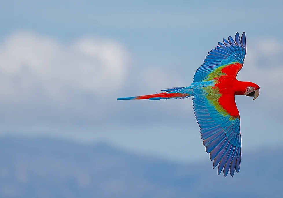 Birds with Beautiful Plumage (in colour)