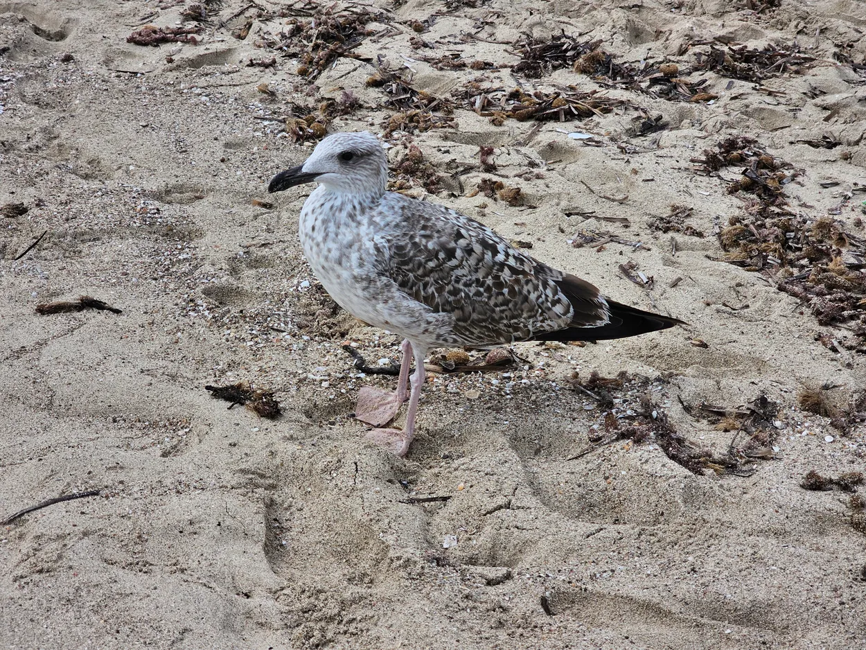 Seagull on the beach