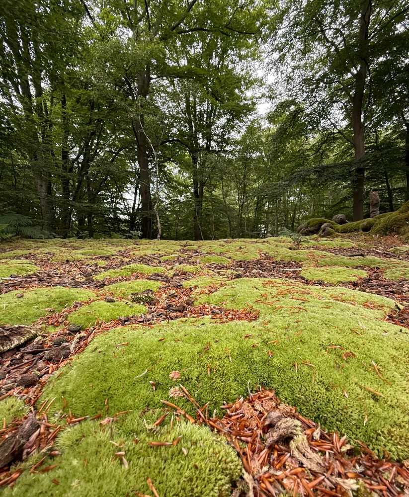 luscious moss