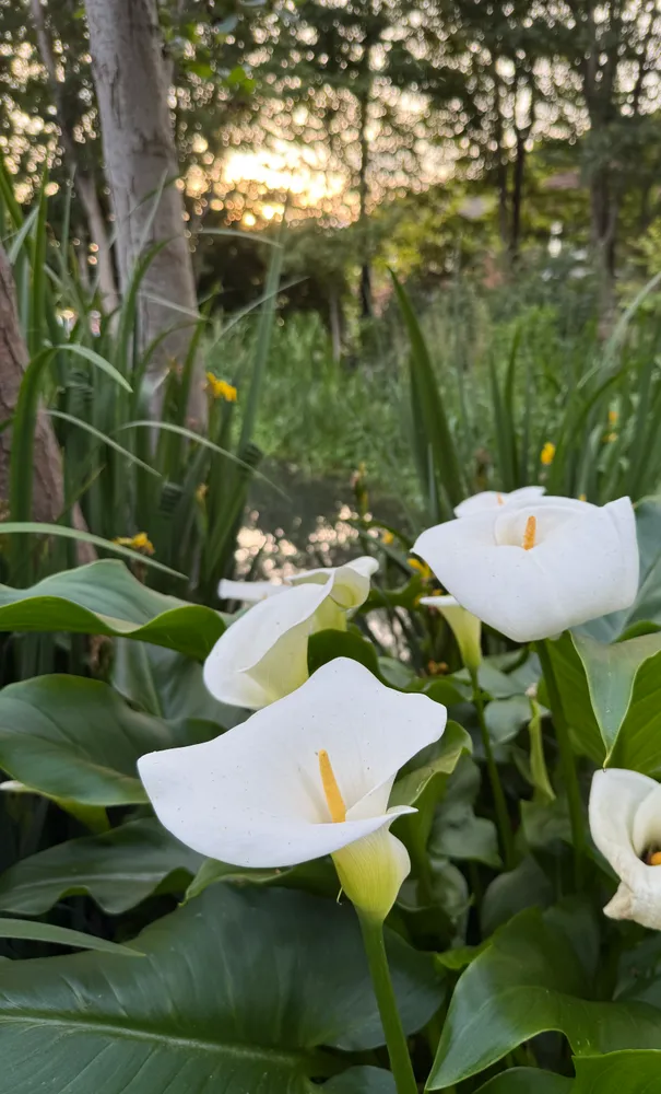 lilies