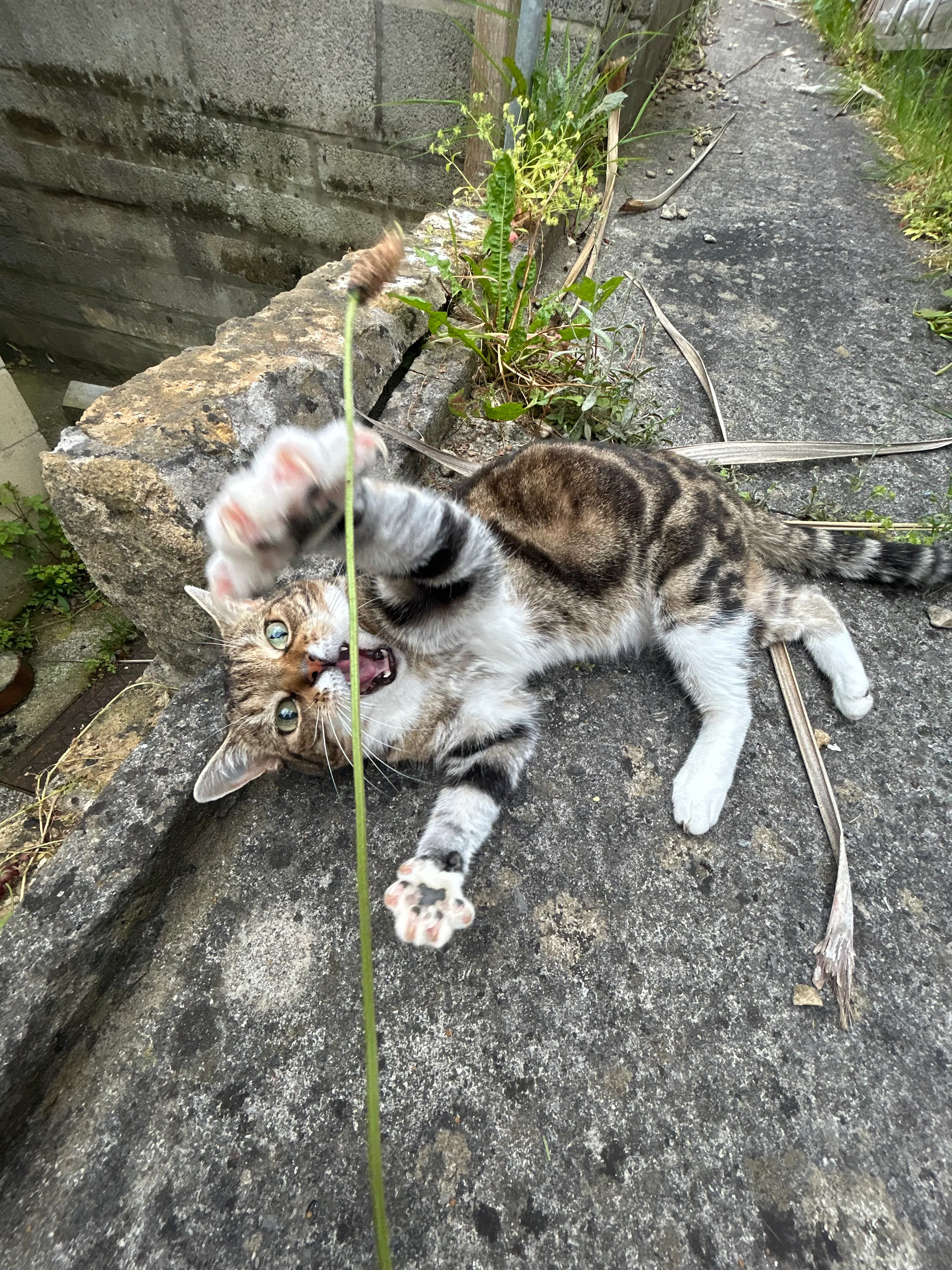 Playful cat