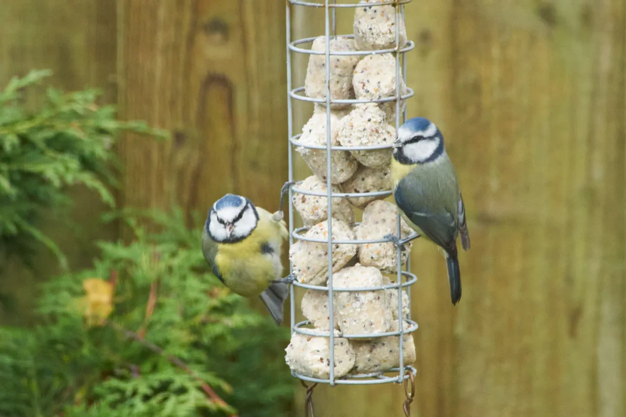 Feeding Tits