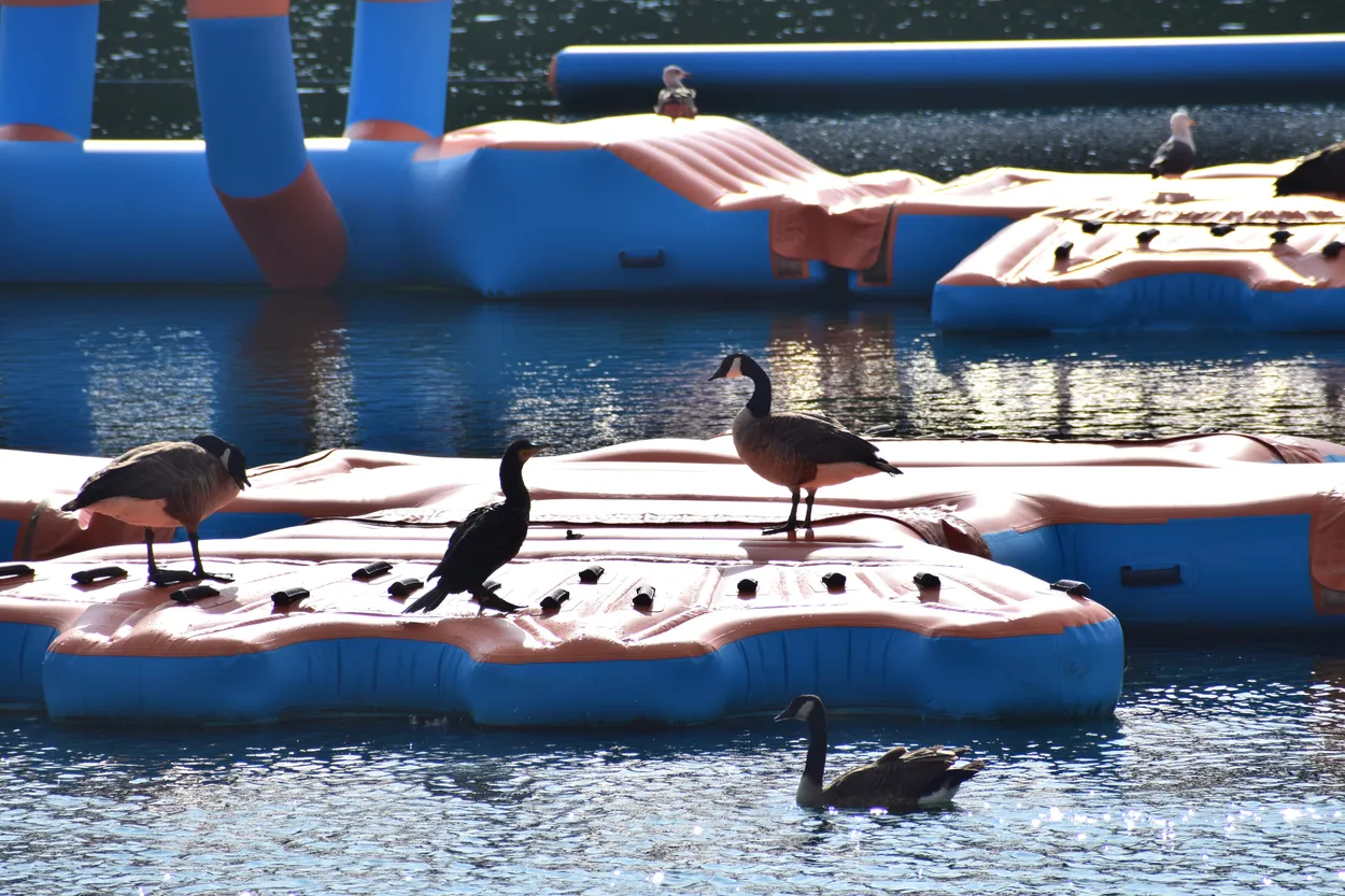Turn of the geese