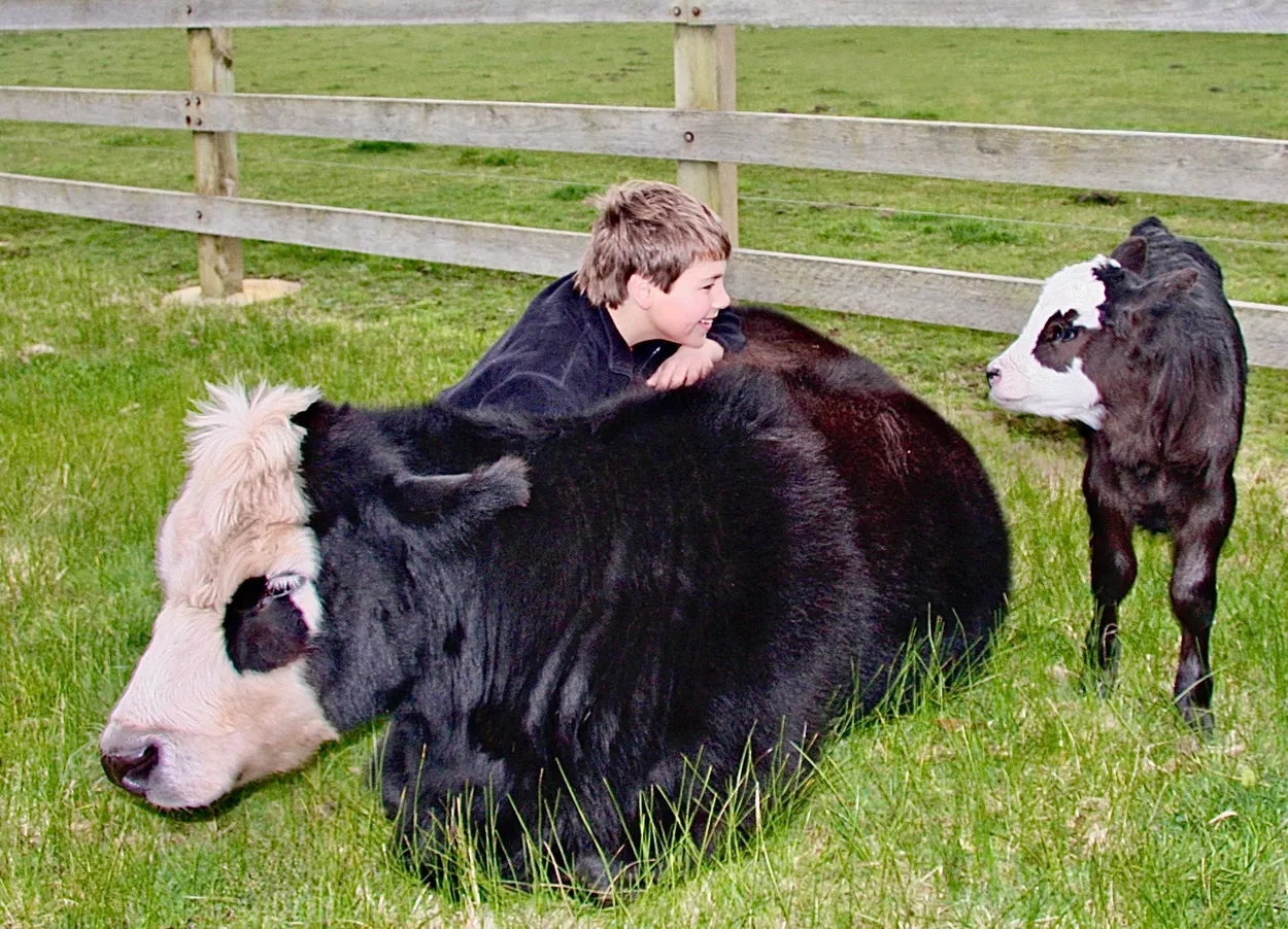 Pet Cow and Calf