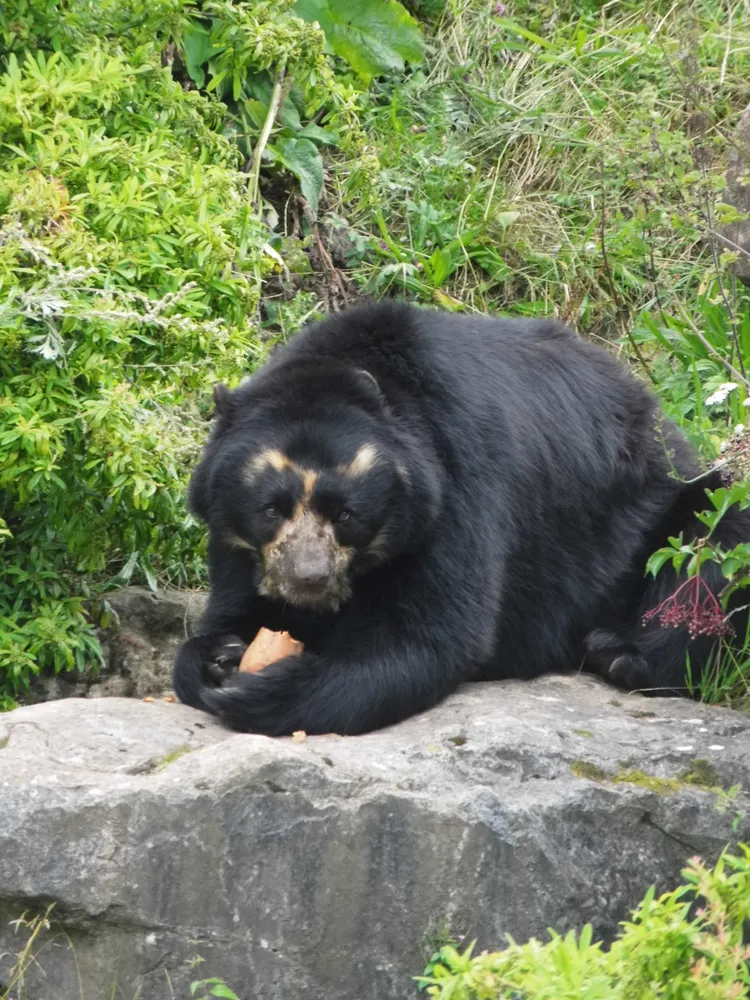 Andean bear eating a potato (?) at Chester Zoo