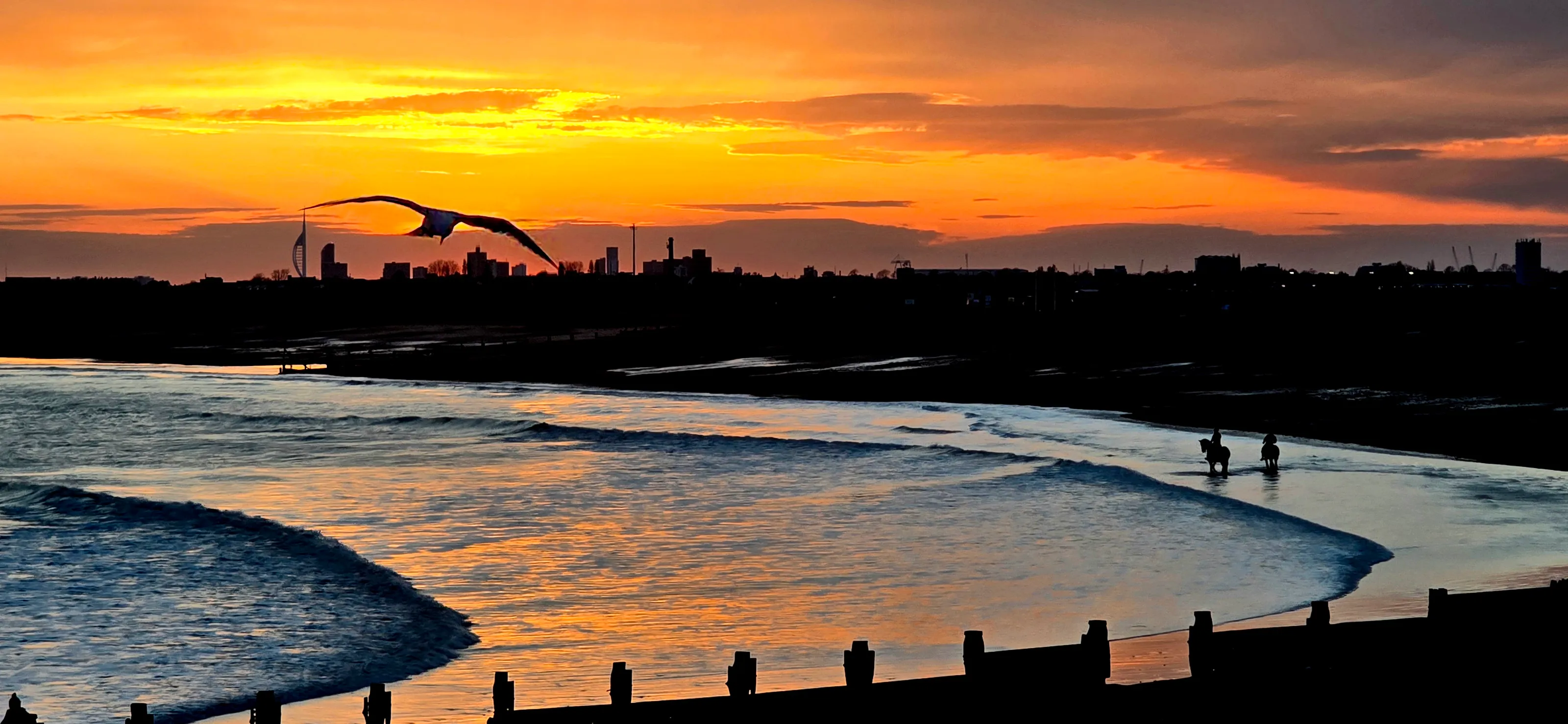 Gull at Sunset