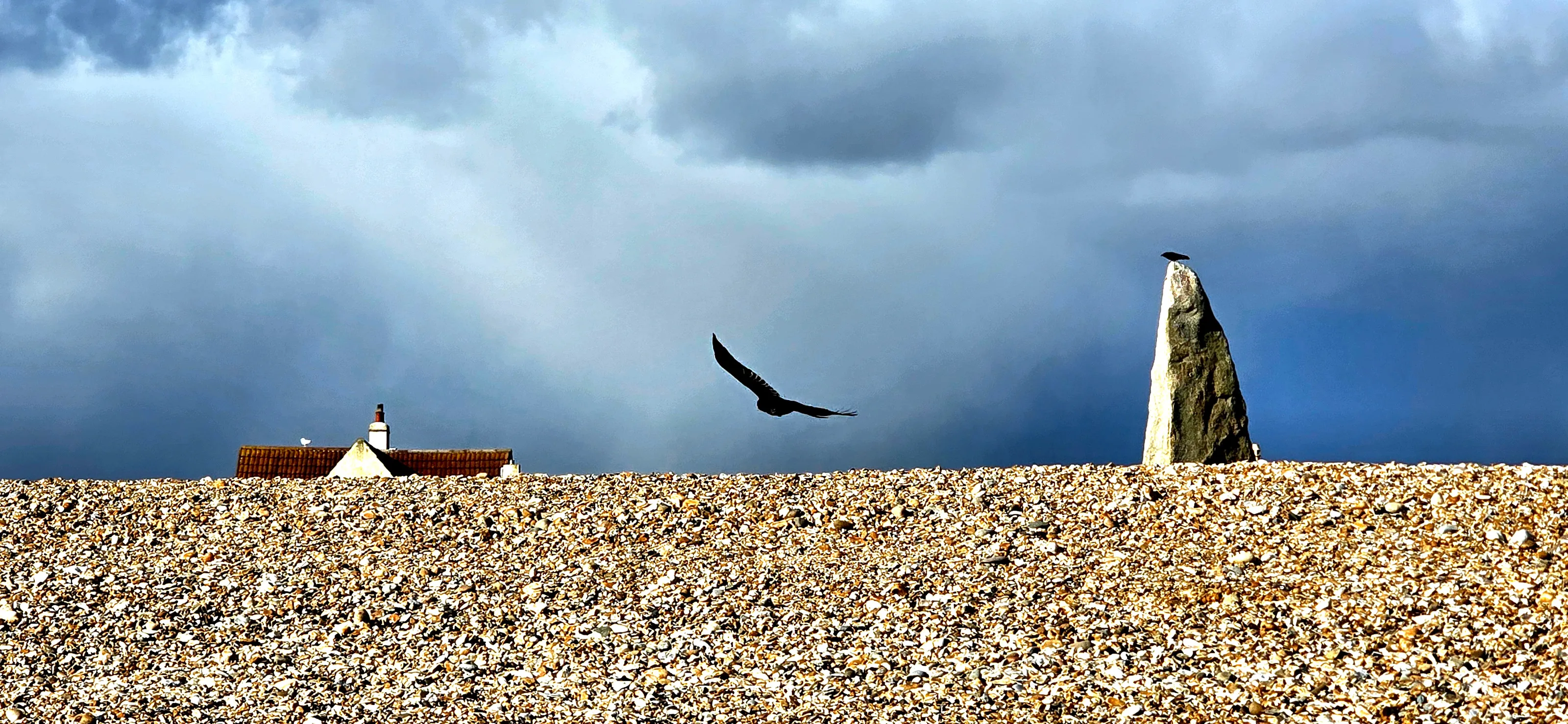 Gull on Dark Sky