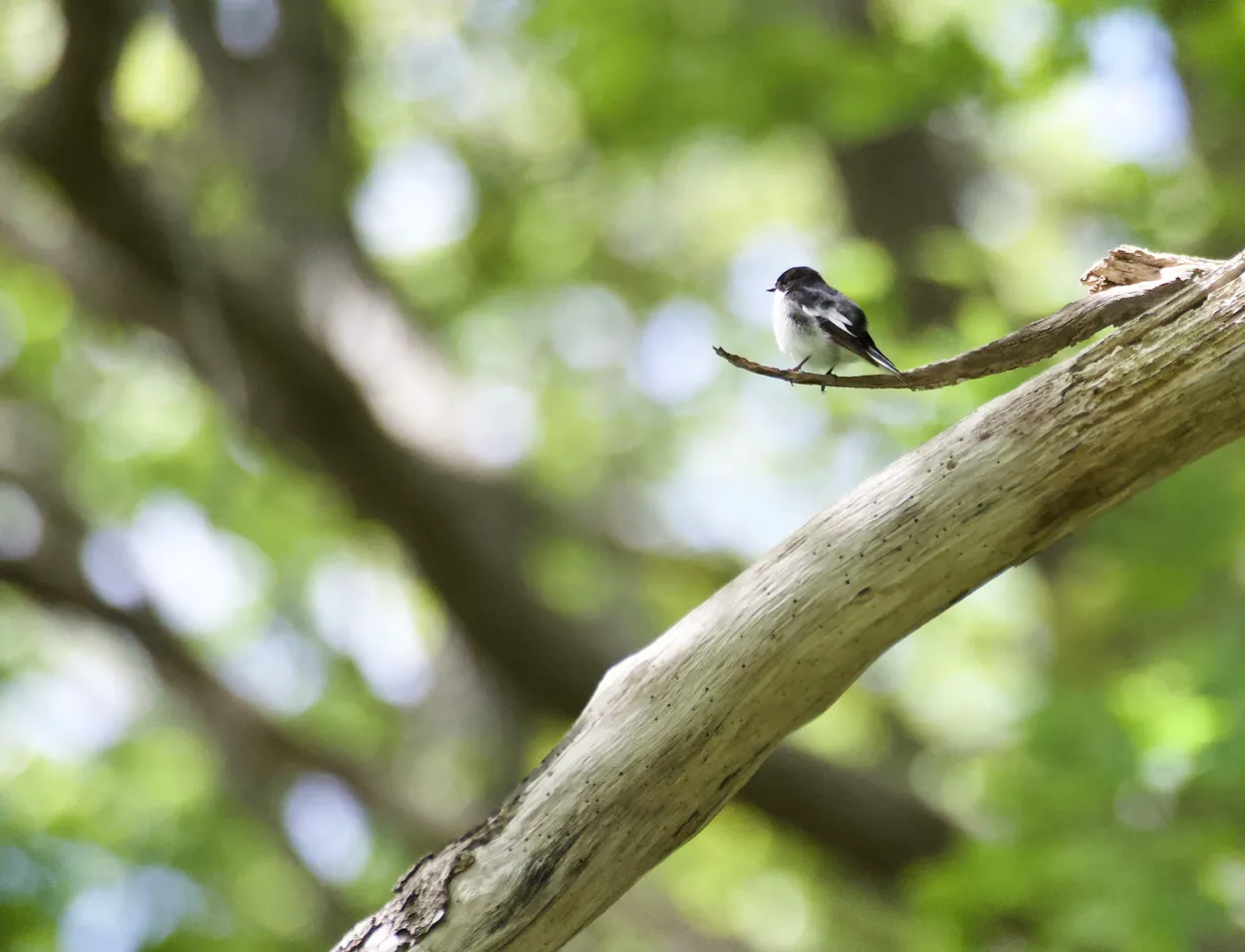 Pied Flycatcher in Oak Woodland