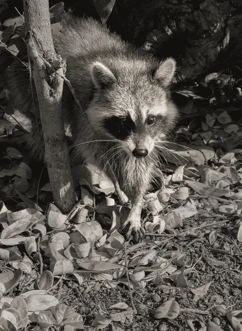 My Little Friend b&w