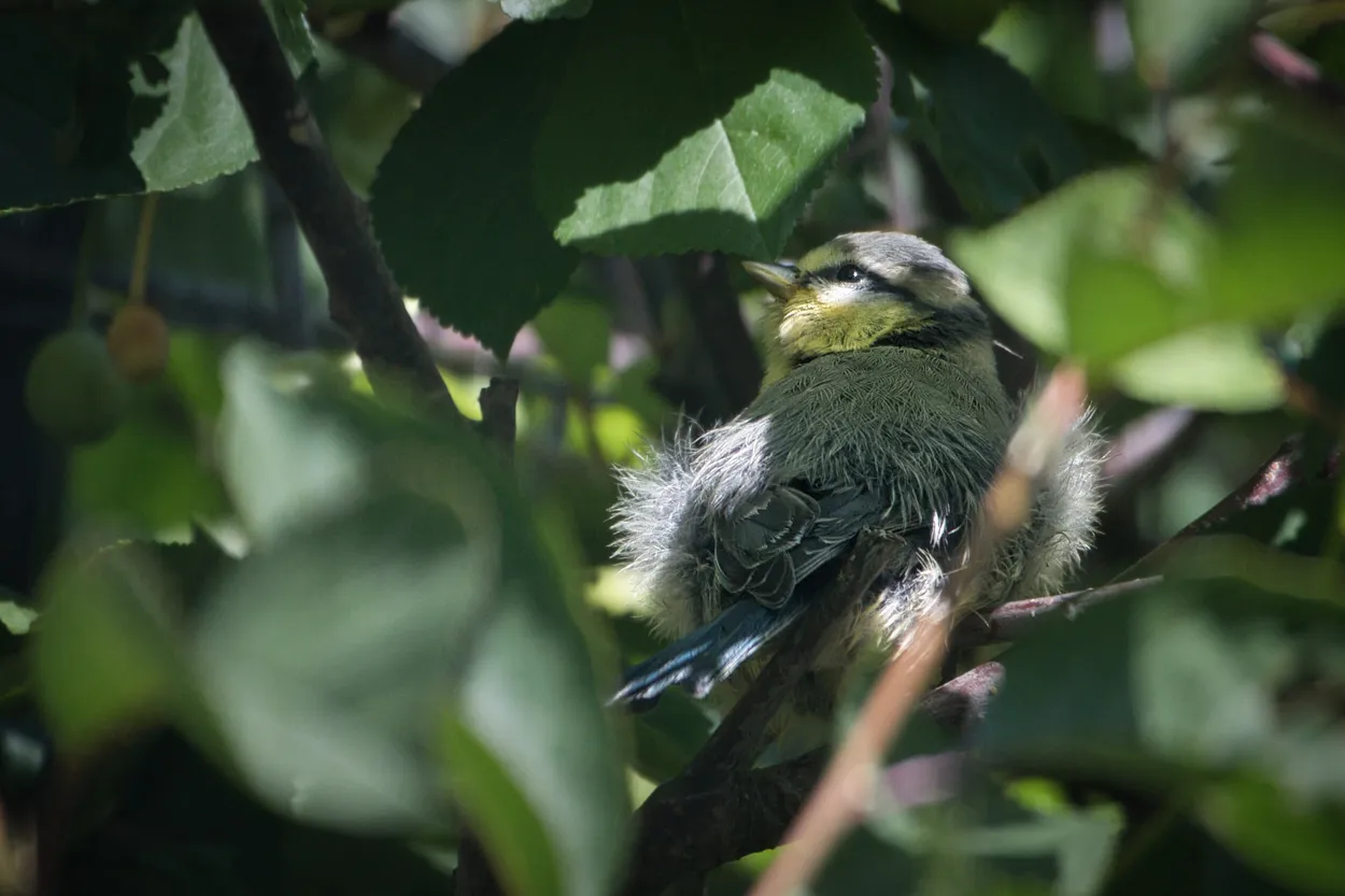 Hiding in the Cherry Tree